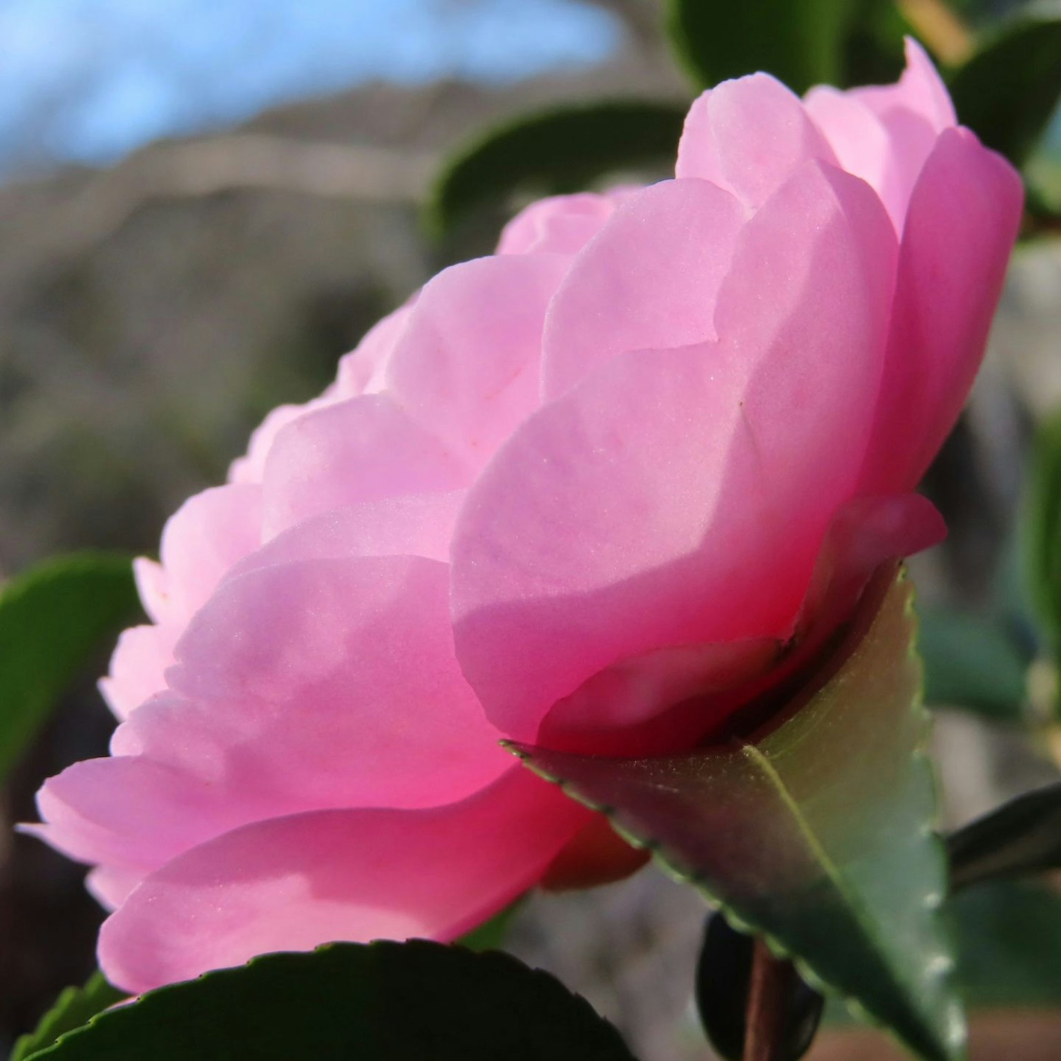 Vista laterale di un fiore di camelia rosa chiaro