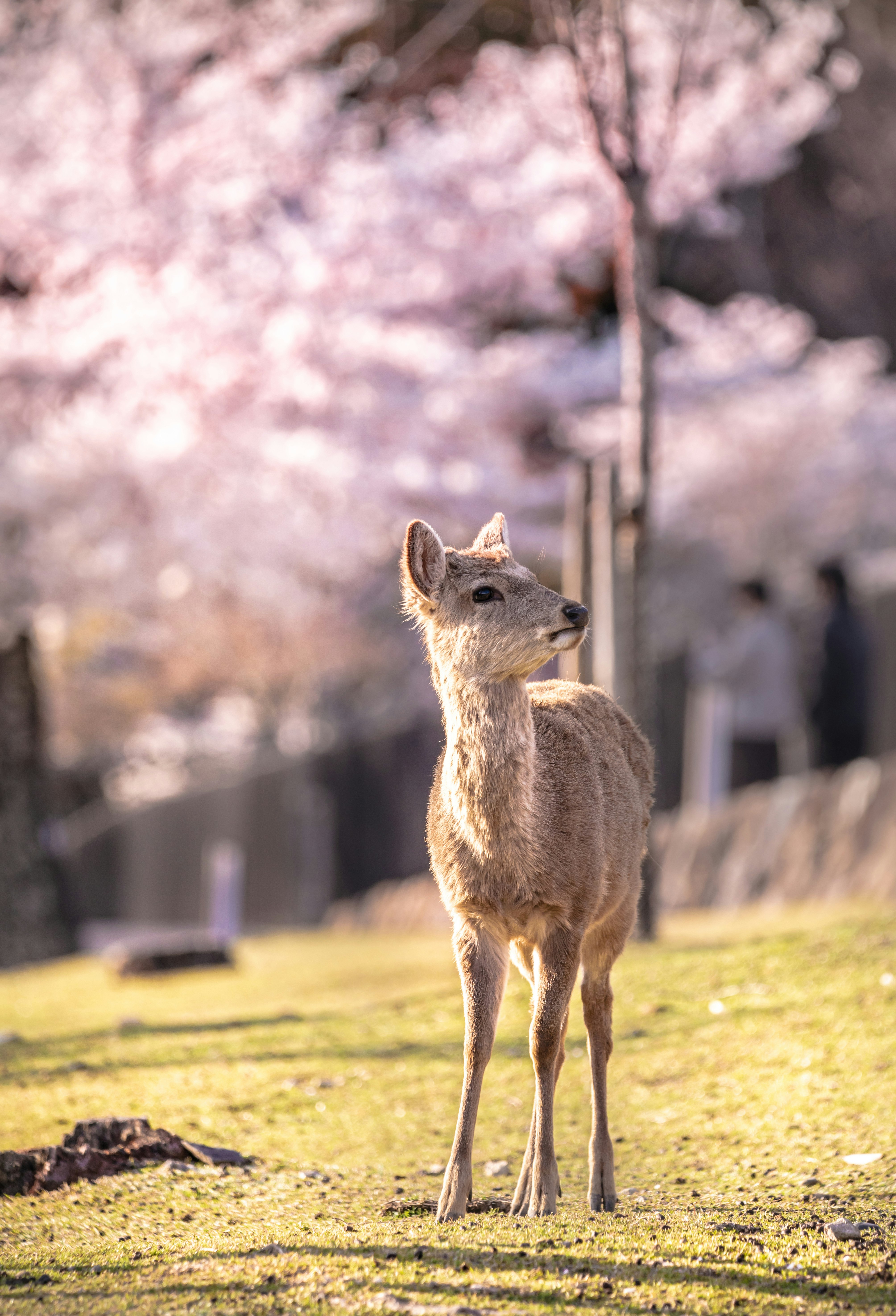 桜の並木の下に立つ鹿