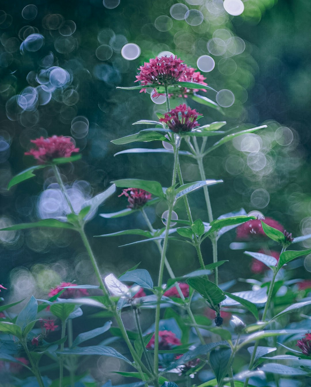 バブルボケのレンズで撮ったピンクの花と葉のクローズアップ