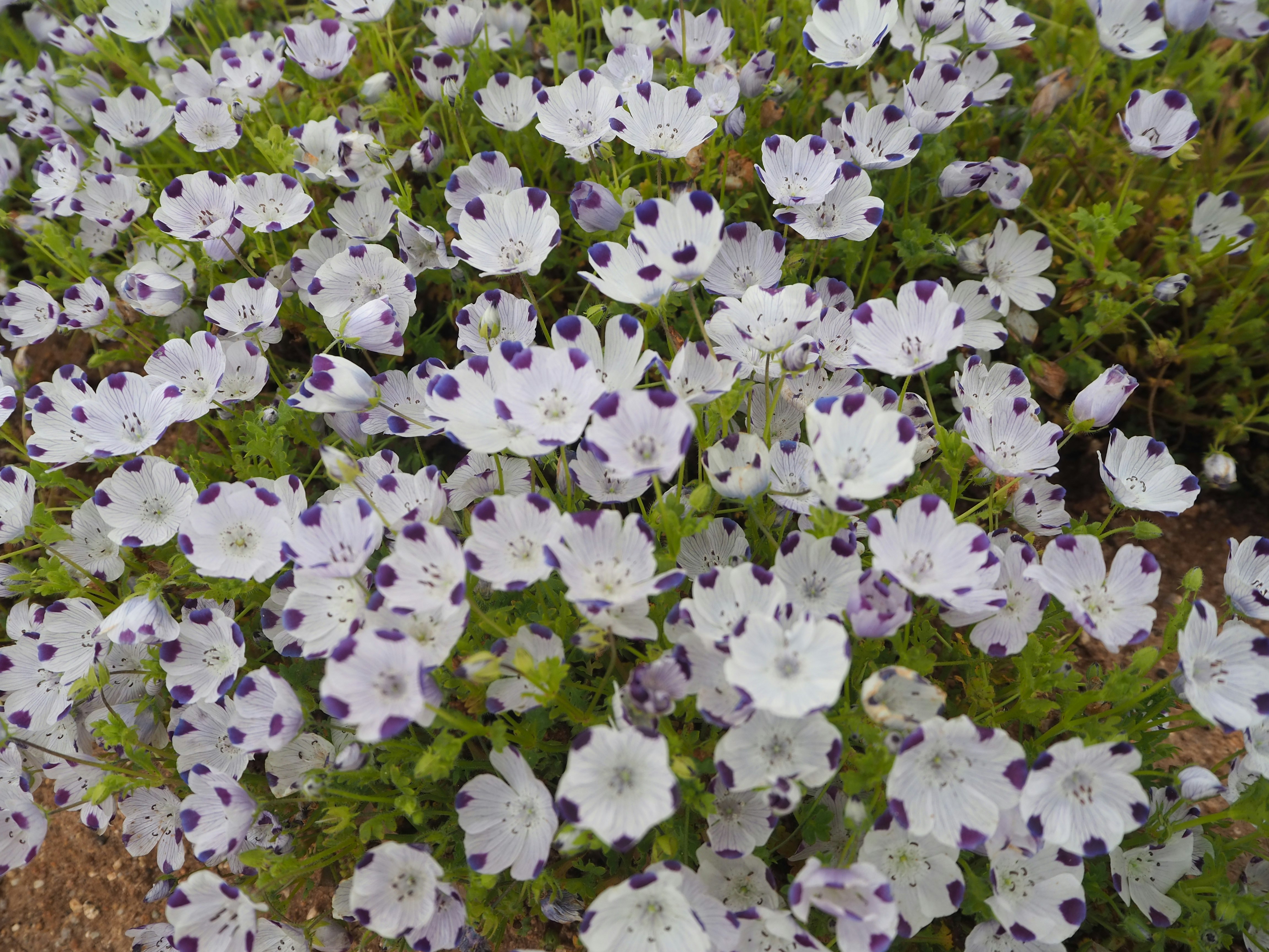 春季的藍星花花海