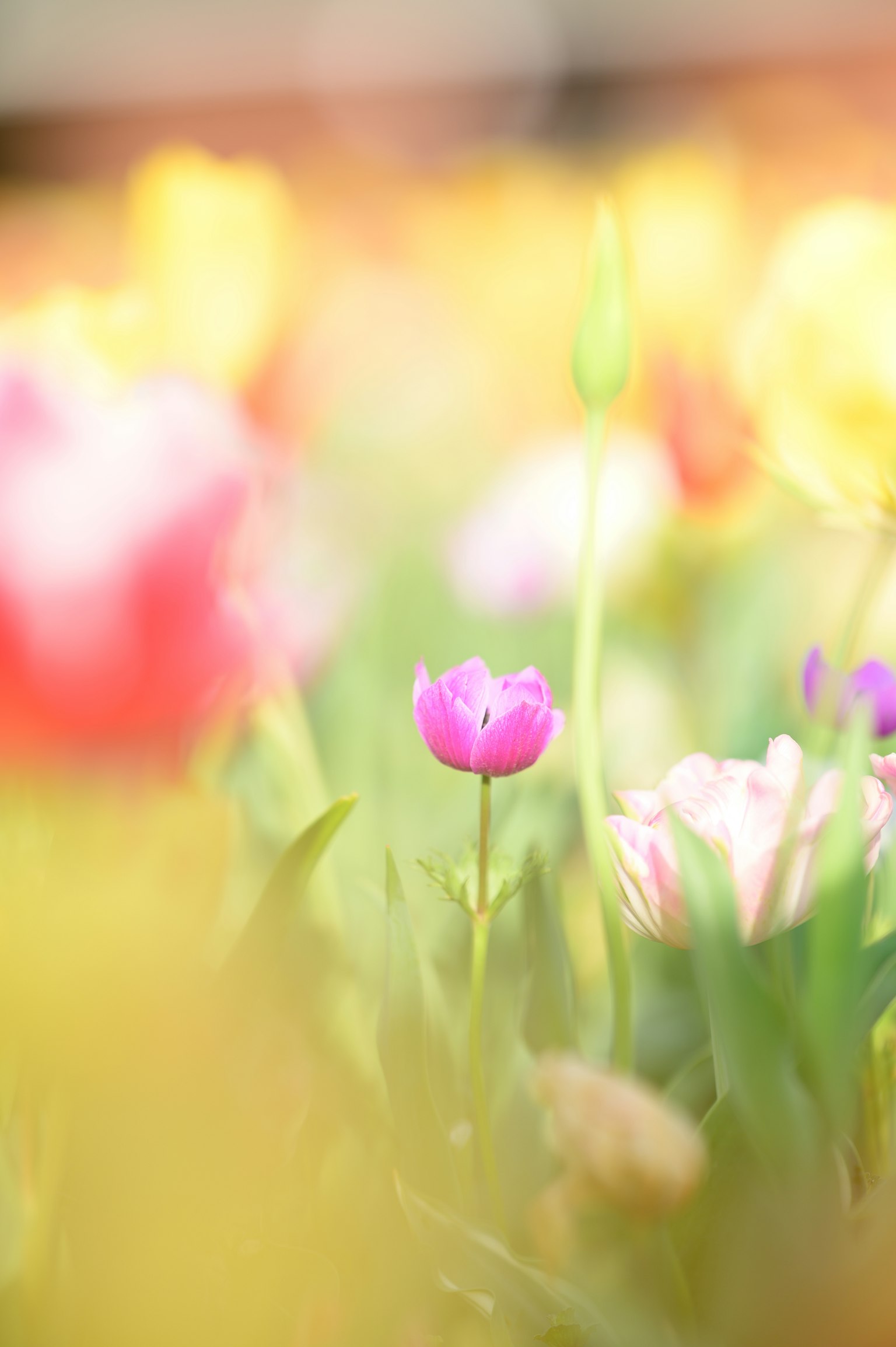 Un tulipano rosa in un campo di tulipani colorati