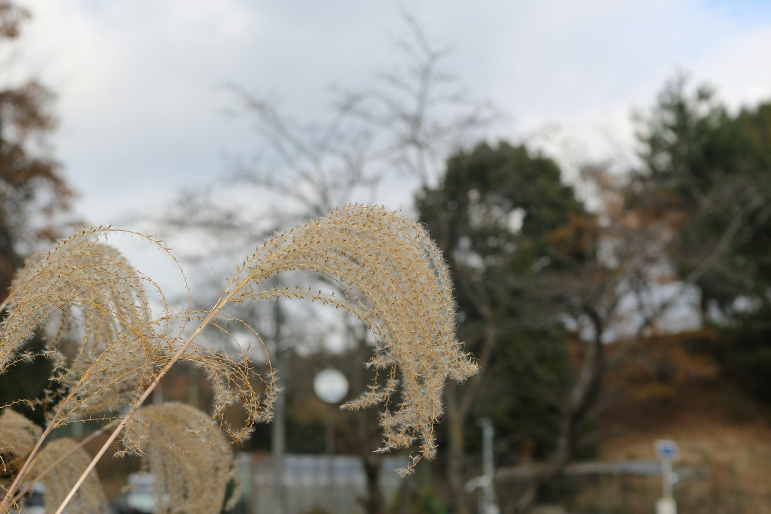 Close-up of grass swaying in the wind with trees in the background