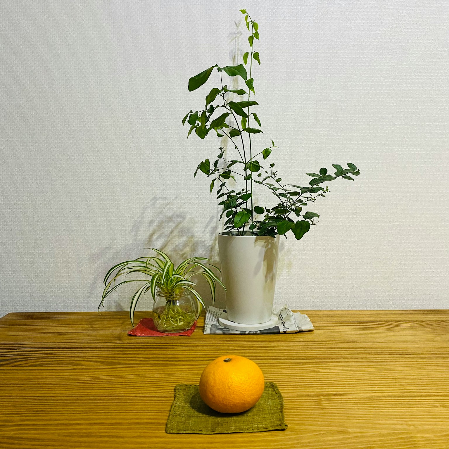 An orange placed on a green mat with potted plants on a wooden table