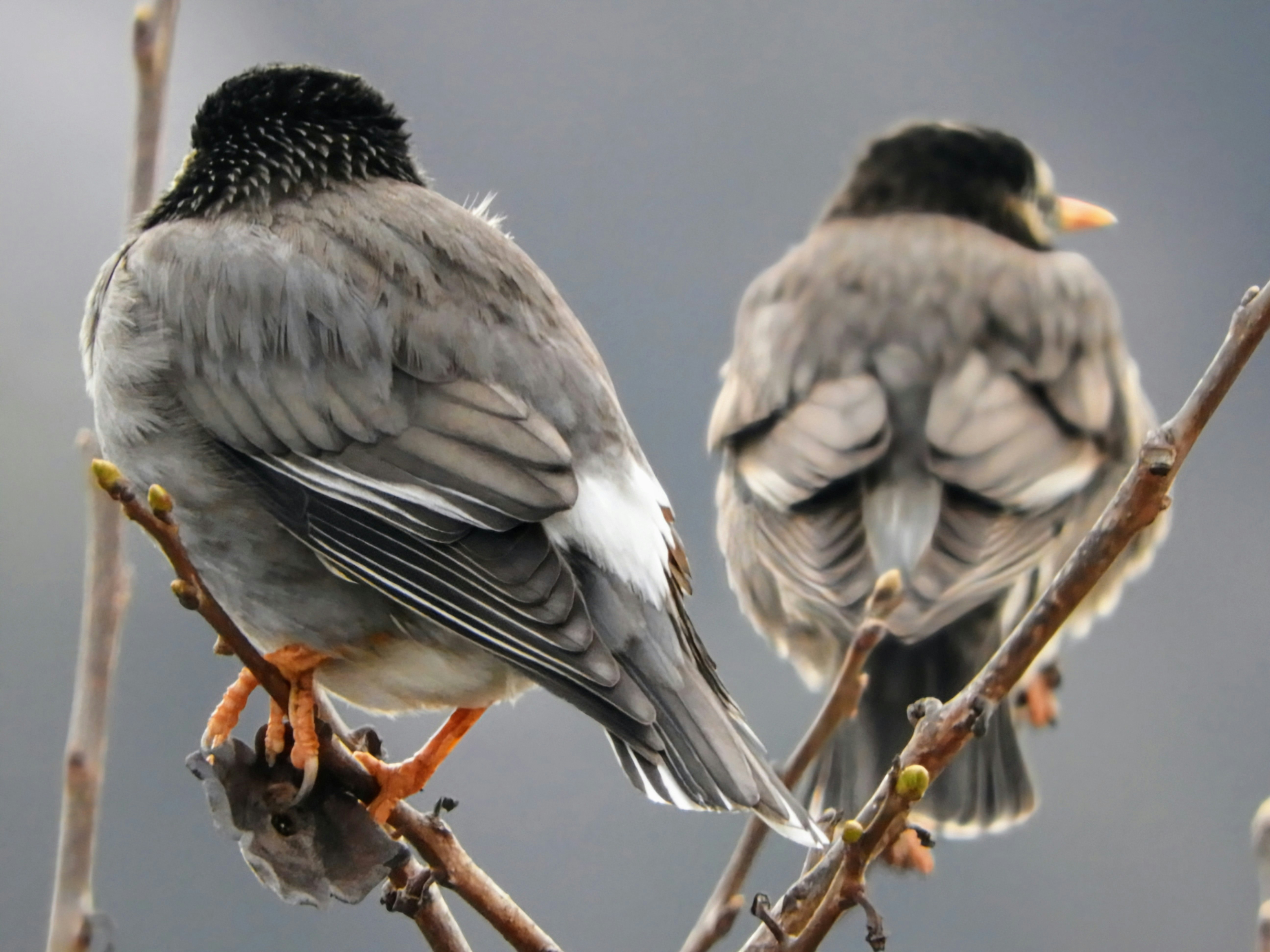 una pareja de aves posada en ramas paisaje