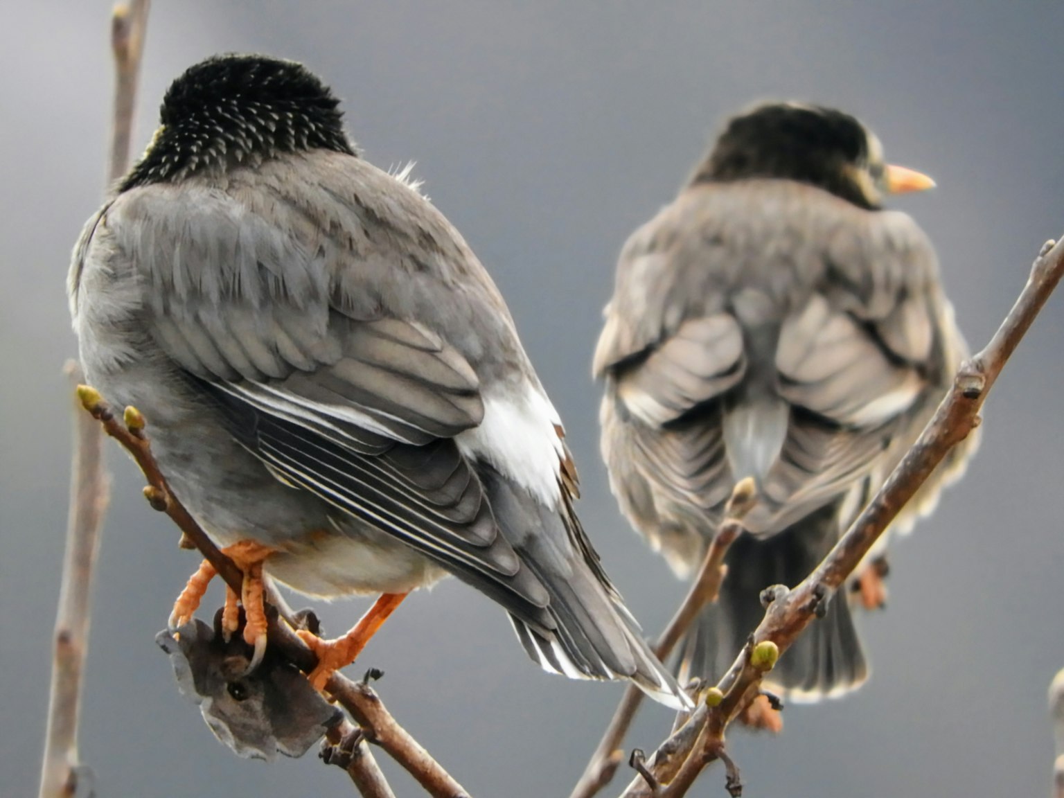 Two birds perched on a branch seen from behind featuring black heads and gray feathers