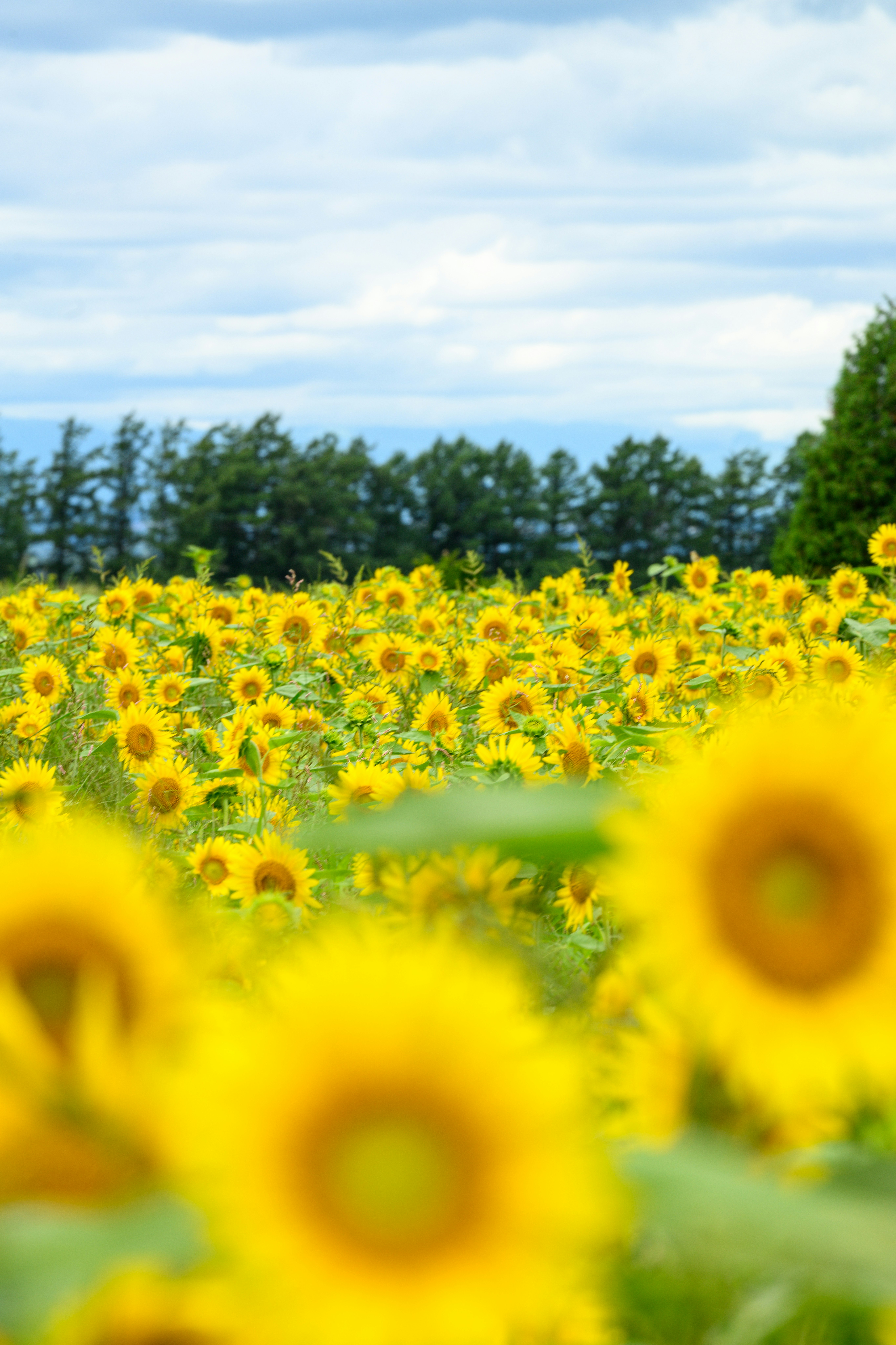 北海道のひまわり畑の黄色い花々