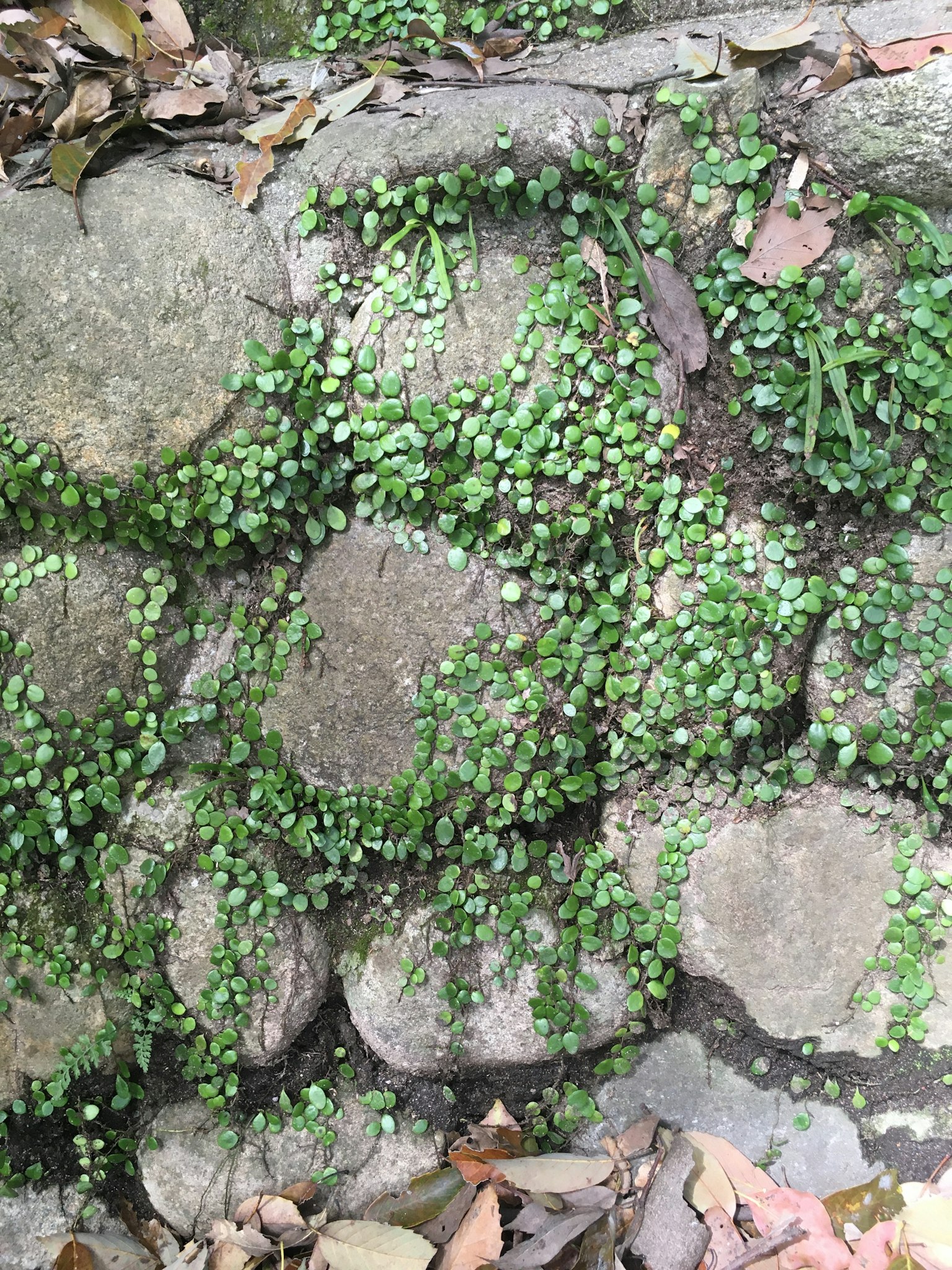 绿色植物覆盖在石头表面上，具有多种纹理