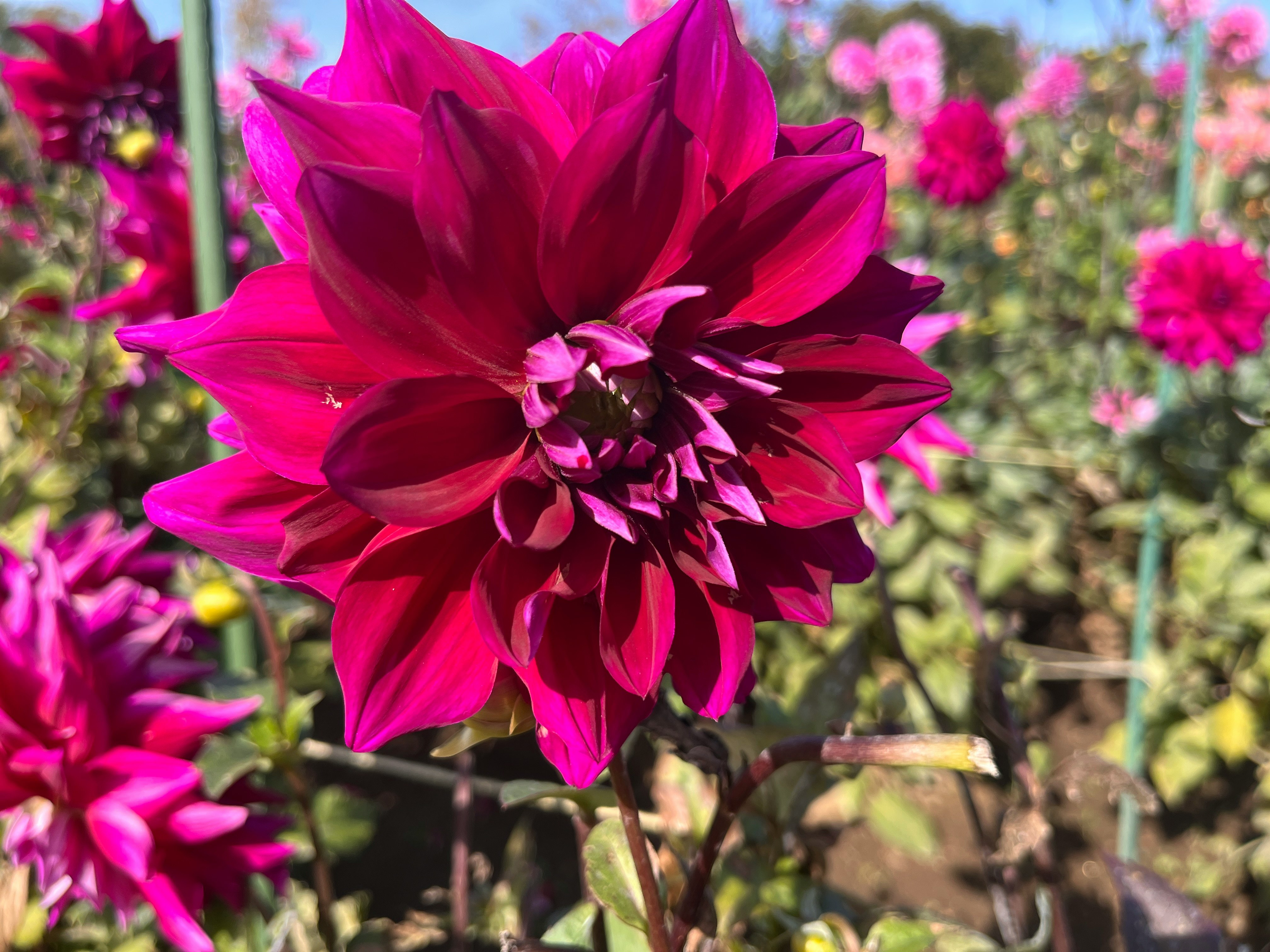 鮮やかなダリアの花が咲く花畑の一輪