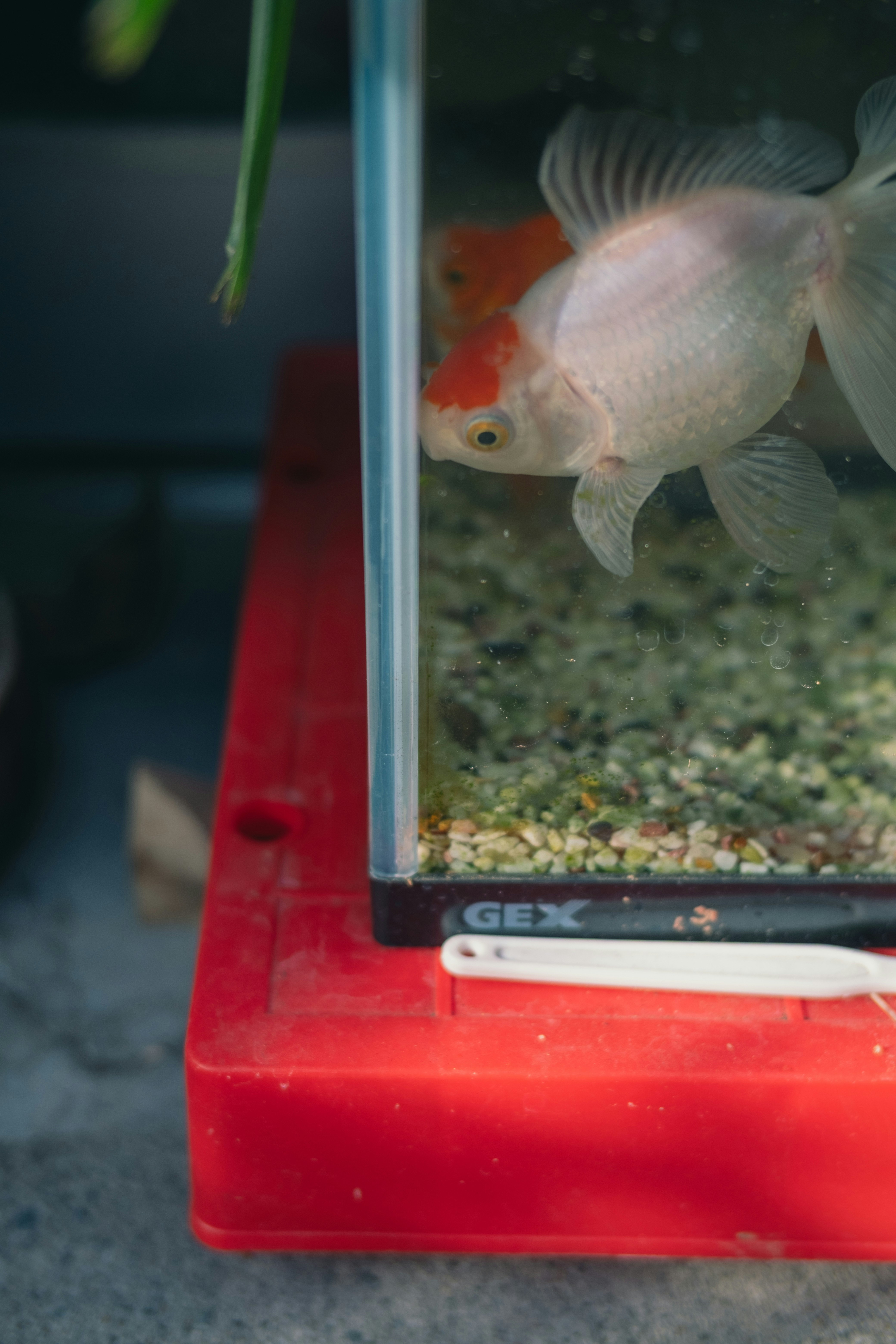 水槽の中の金魚が赤い底の台の上にいる
