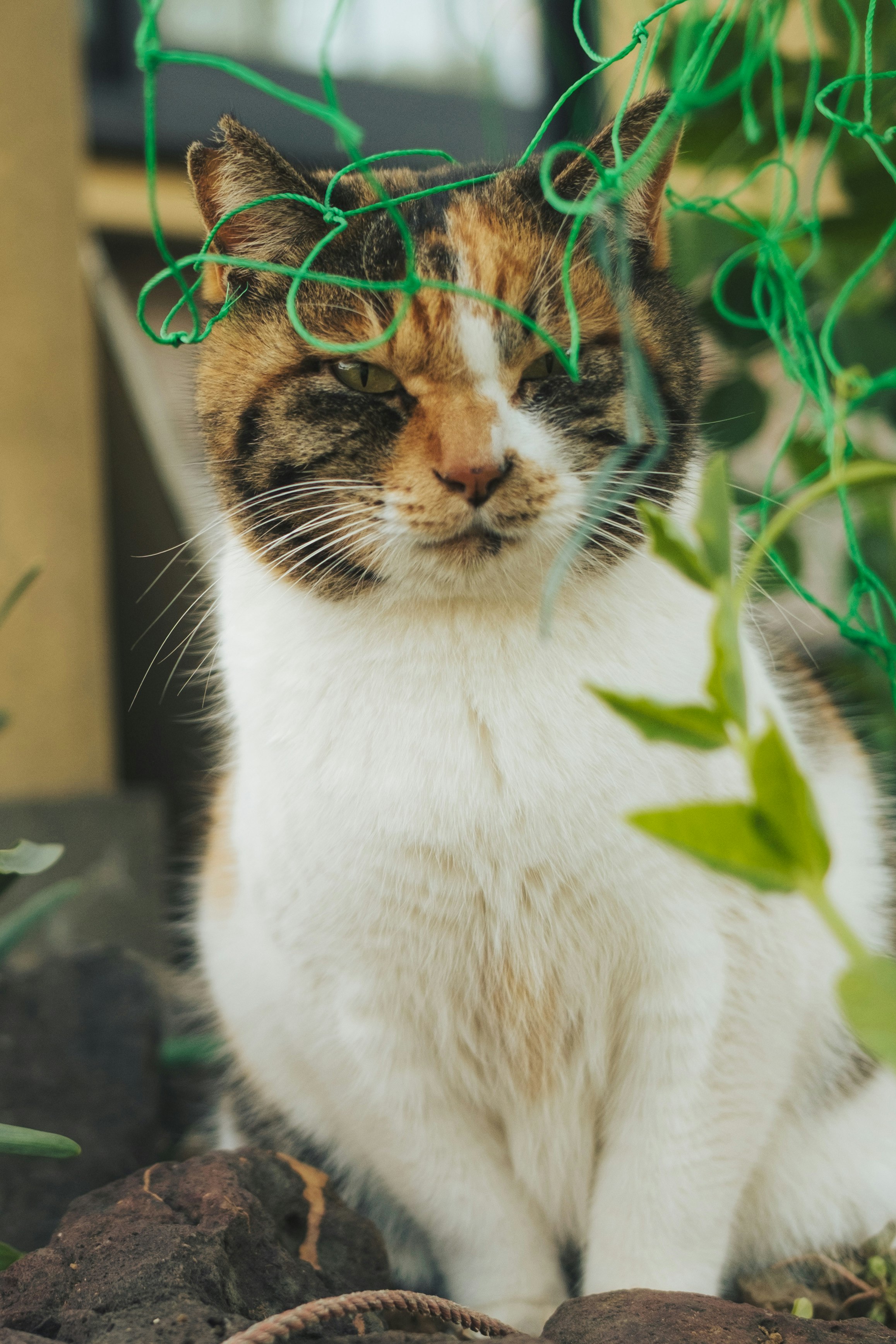 close-up kucing bermain dengan benang hijau