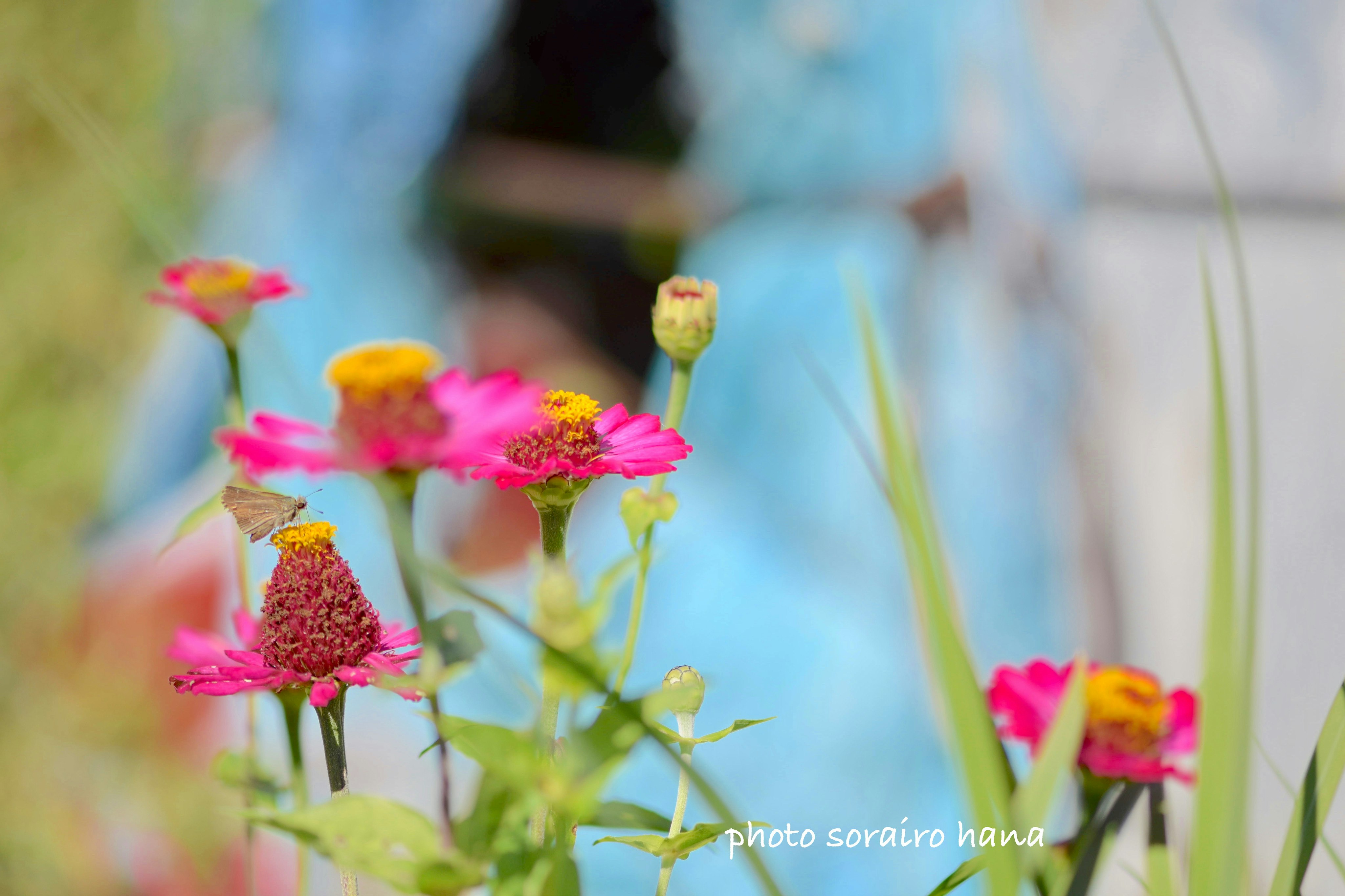 ご近所さんの畑で咲く色とりどりの花