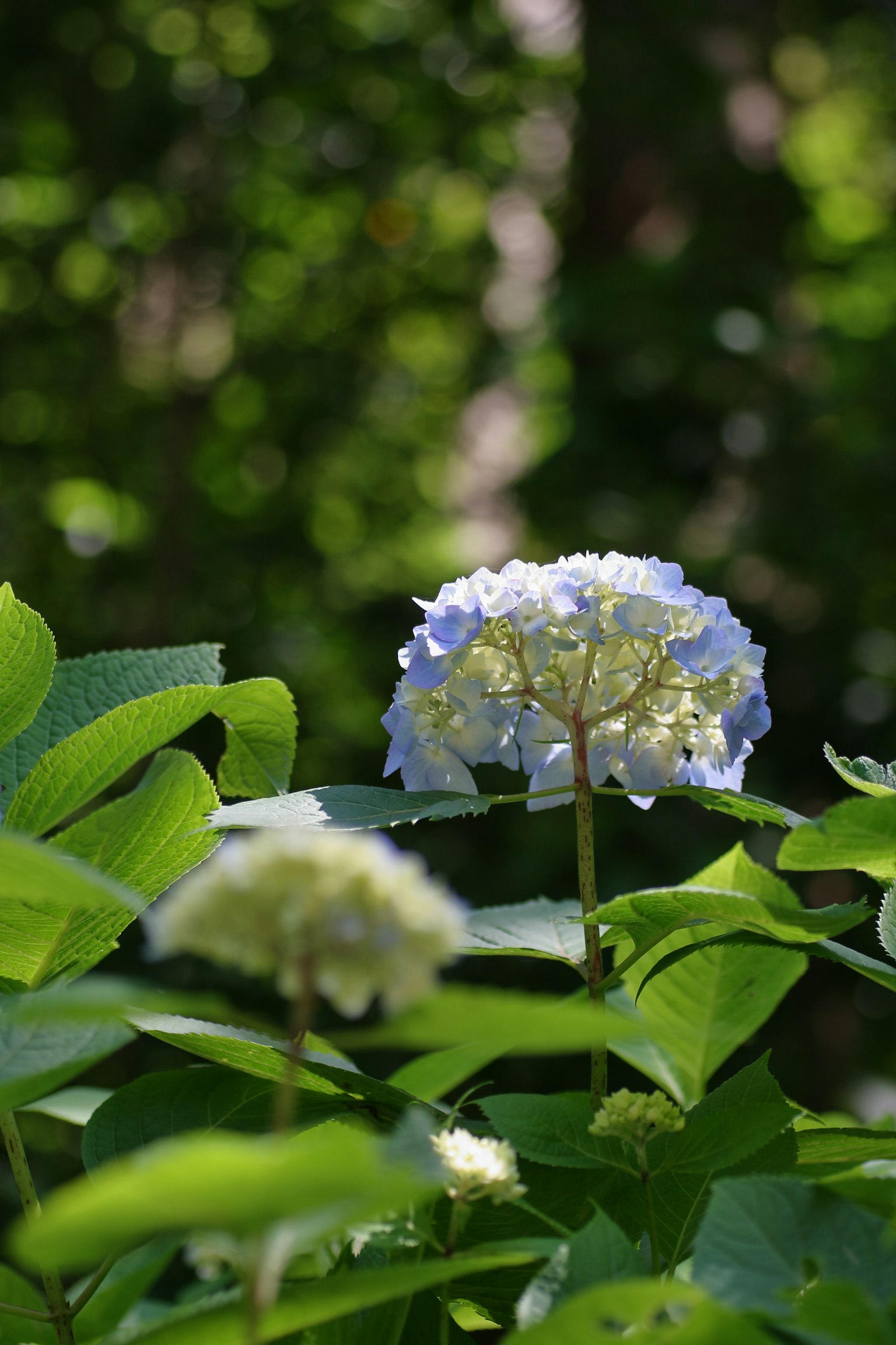Flores de hortensia azul suave con hojas verdes en un entorno natural