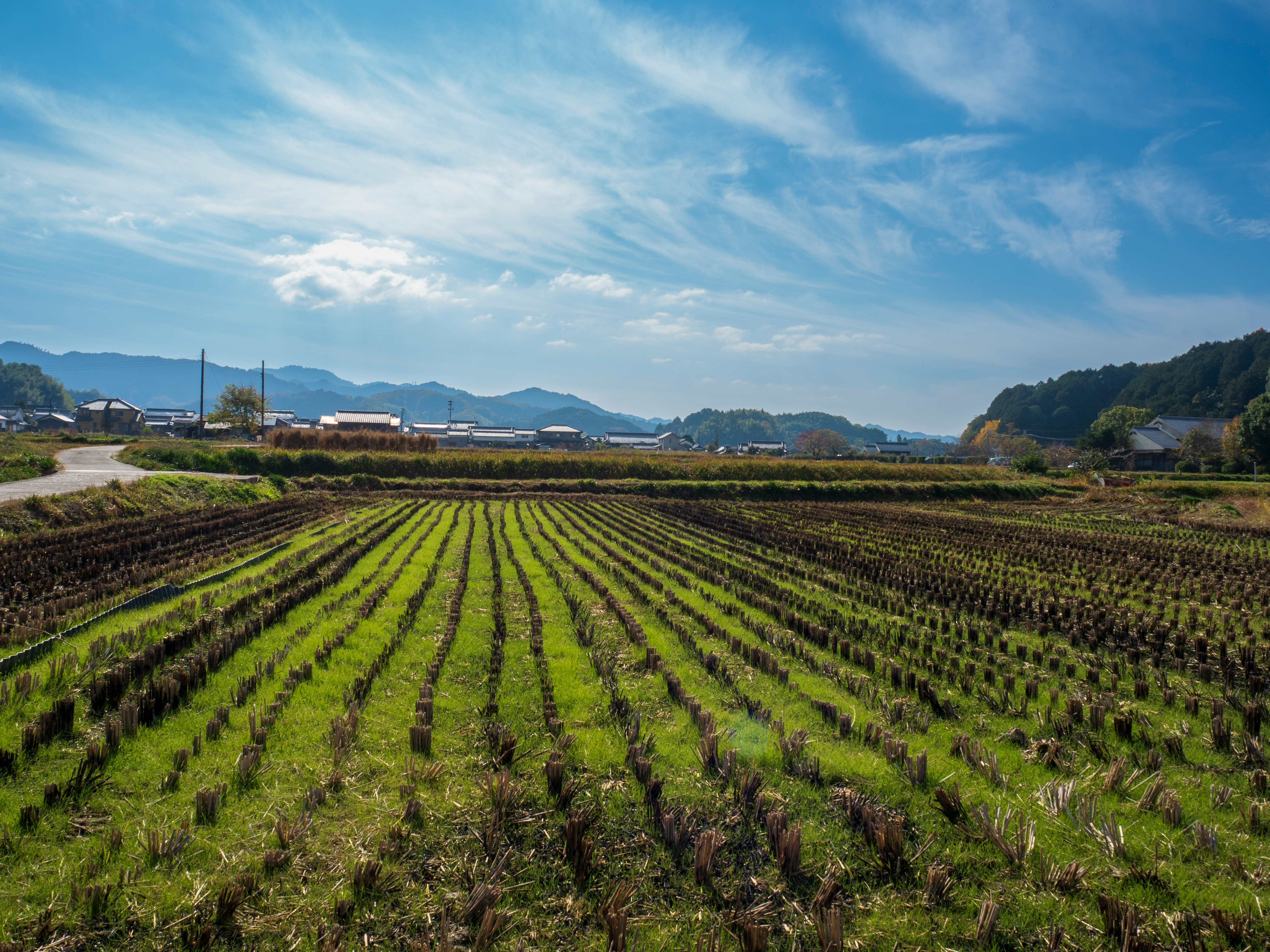 畑の畝が広がる田園風景と遠くの山並み