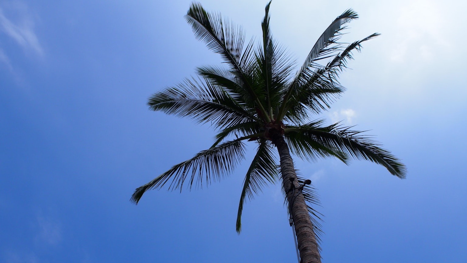 Vista de una palmera que se eleva contra un cielo azul claro