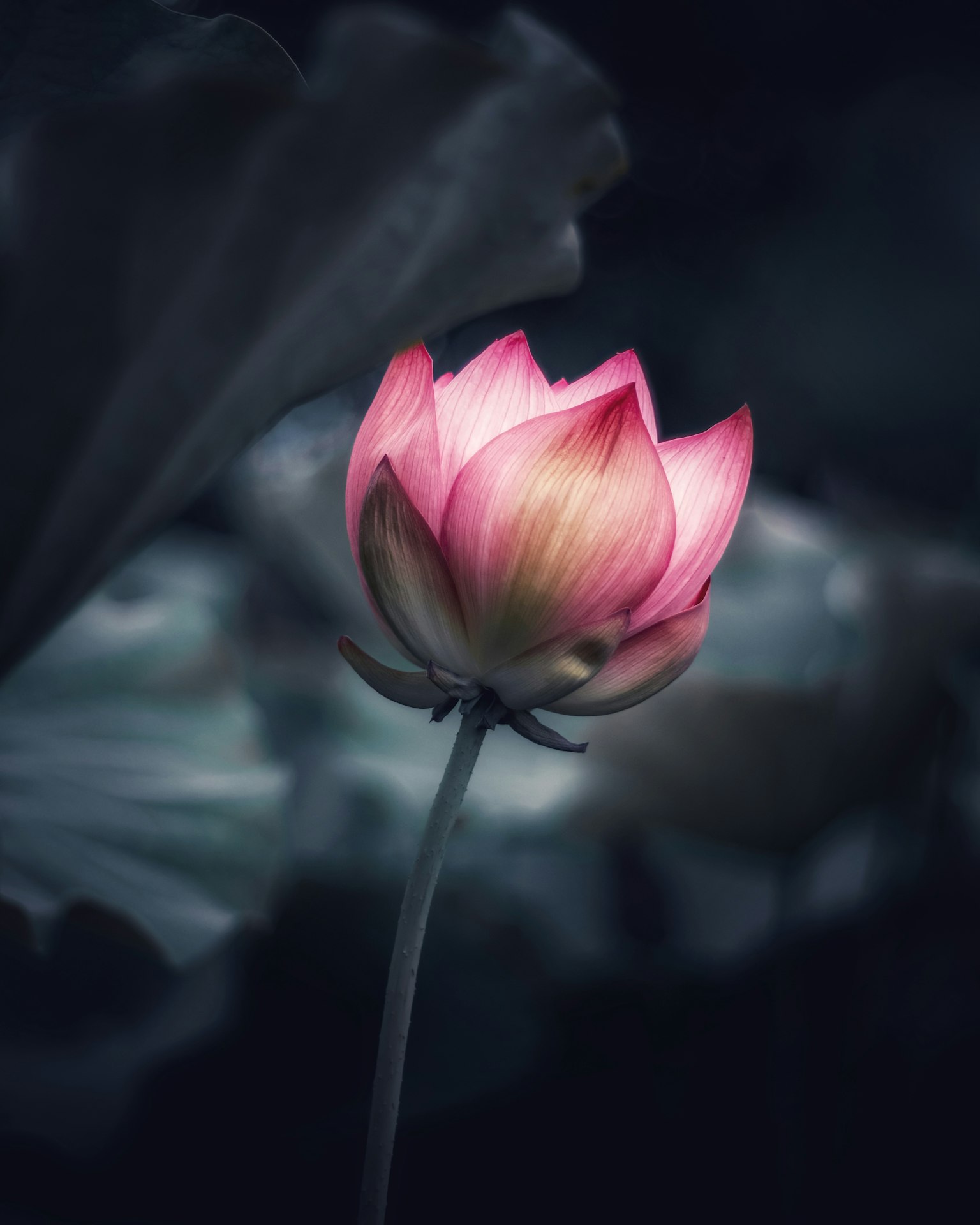 Acercamiento de una hermosa flor de loto contra un fondo oscuro