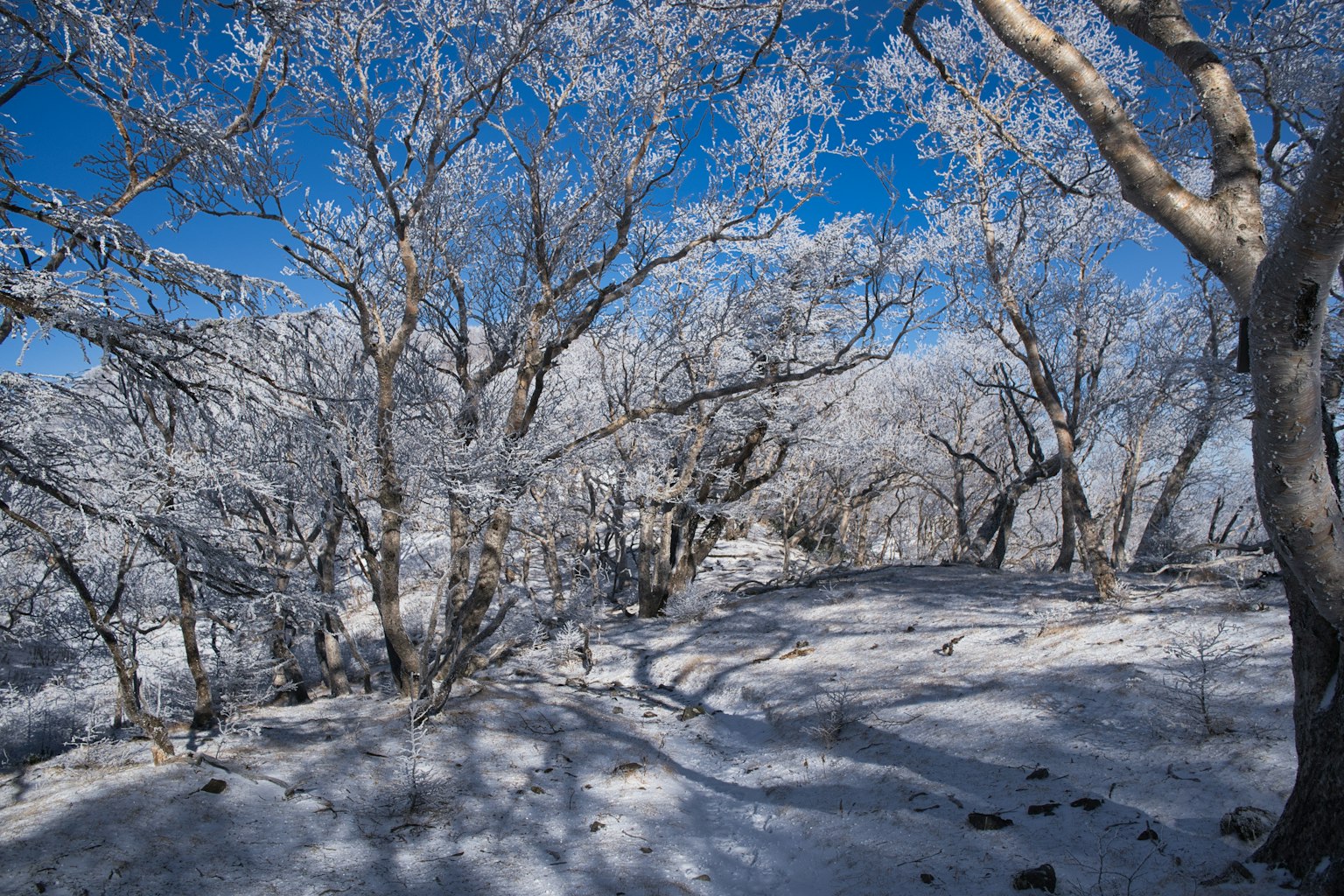 美丽的冬季景观，雪覆盖的树木和蓝天