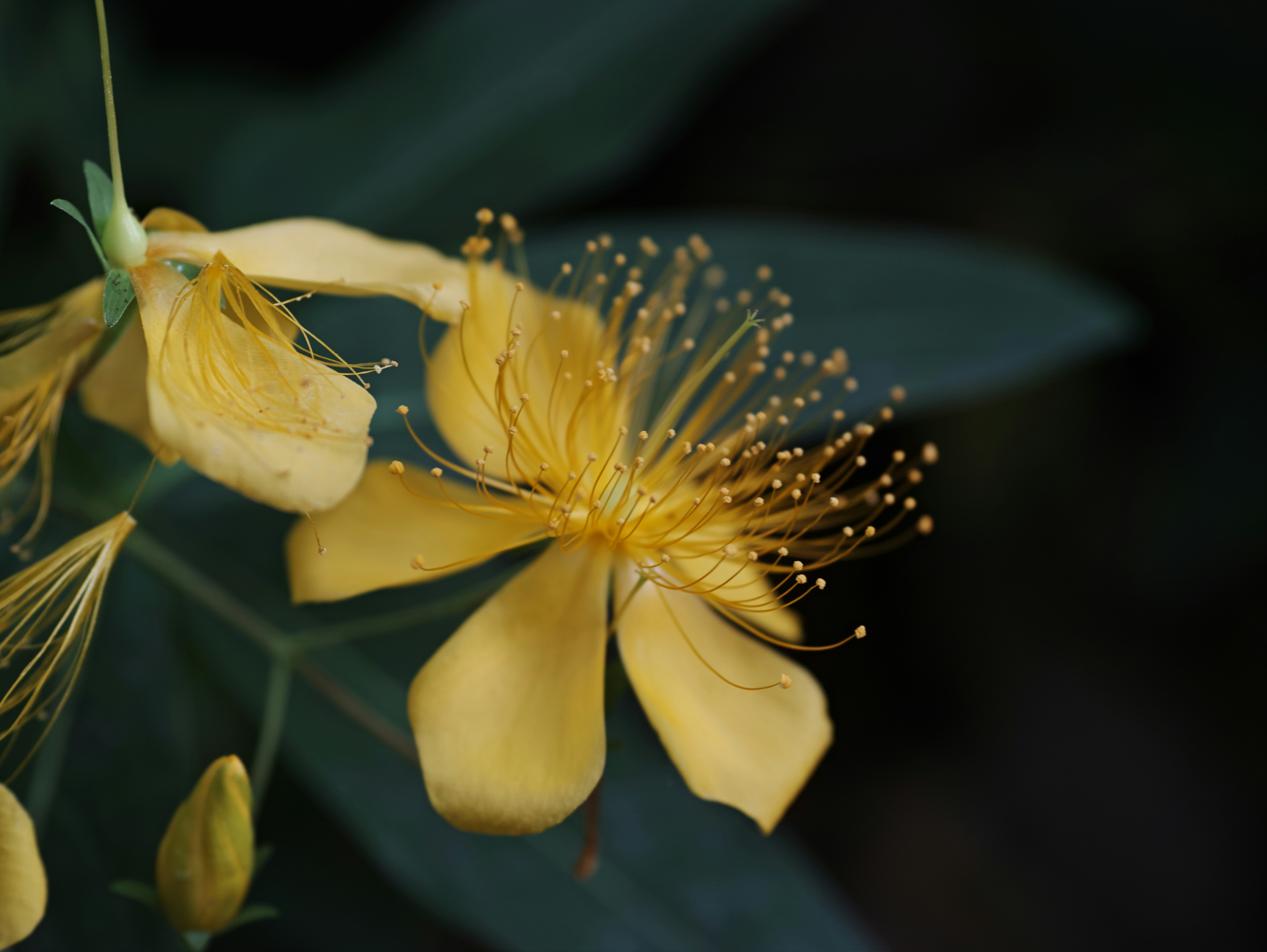 花びらと花芯が寄り添うクローズアップの植物の花