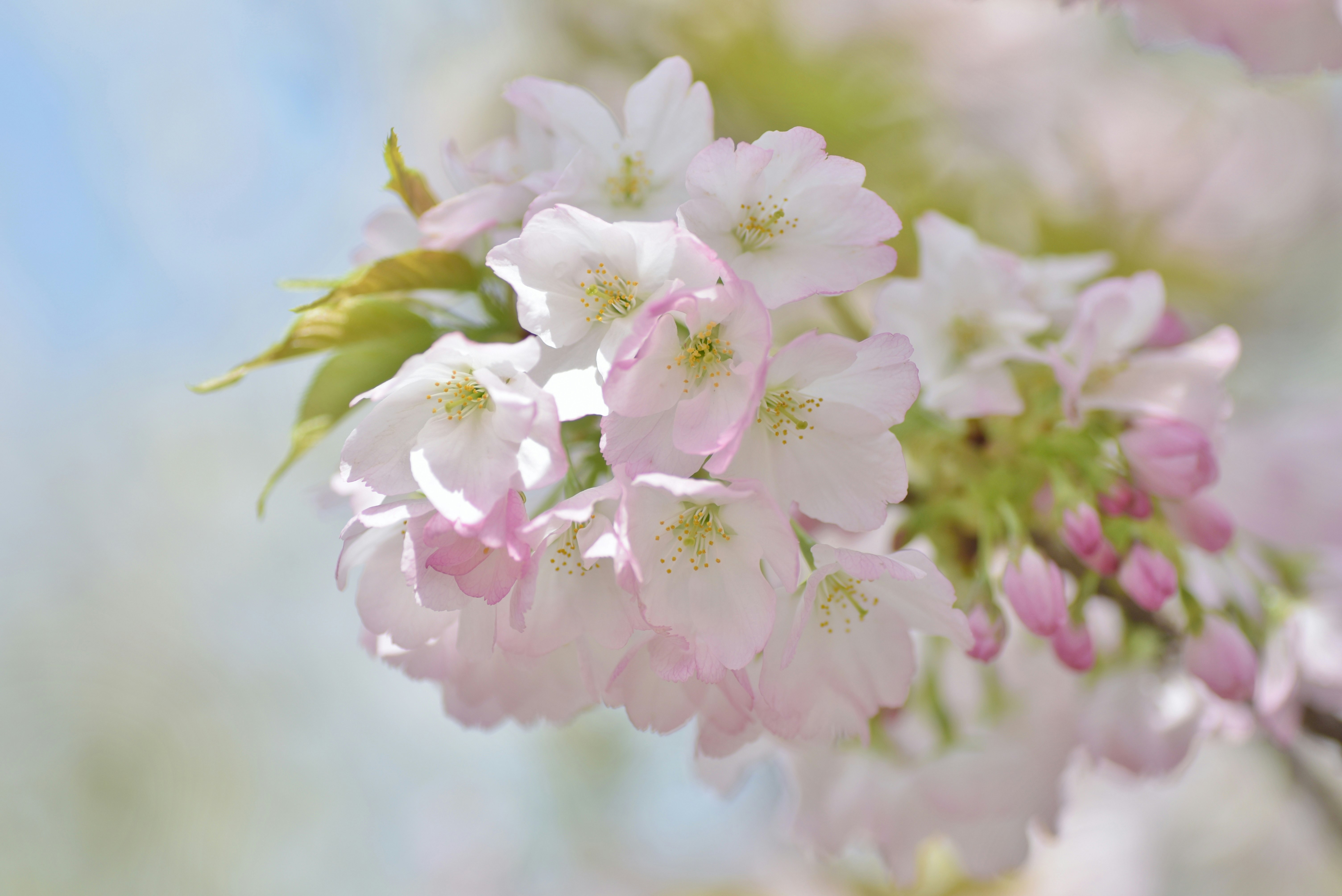 soft pink cherry blossoms on a branch