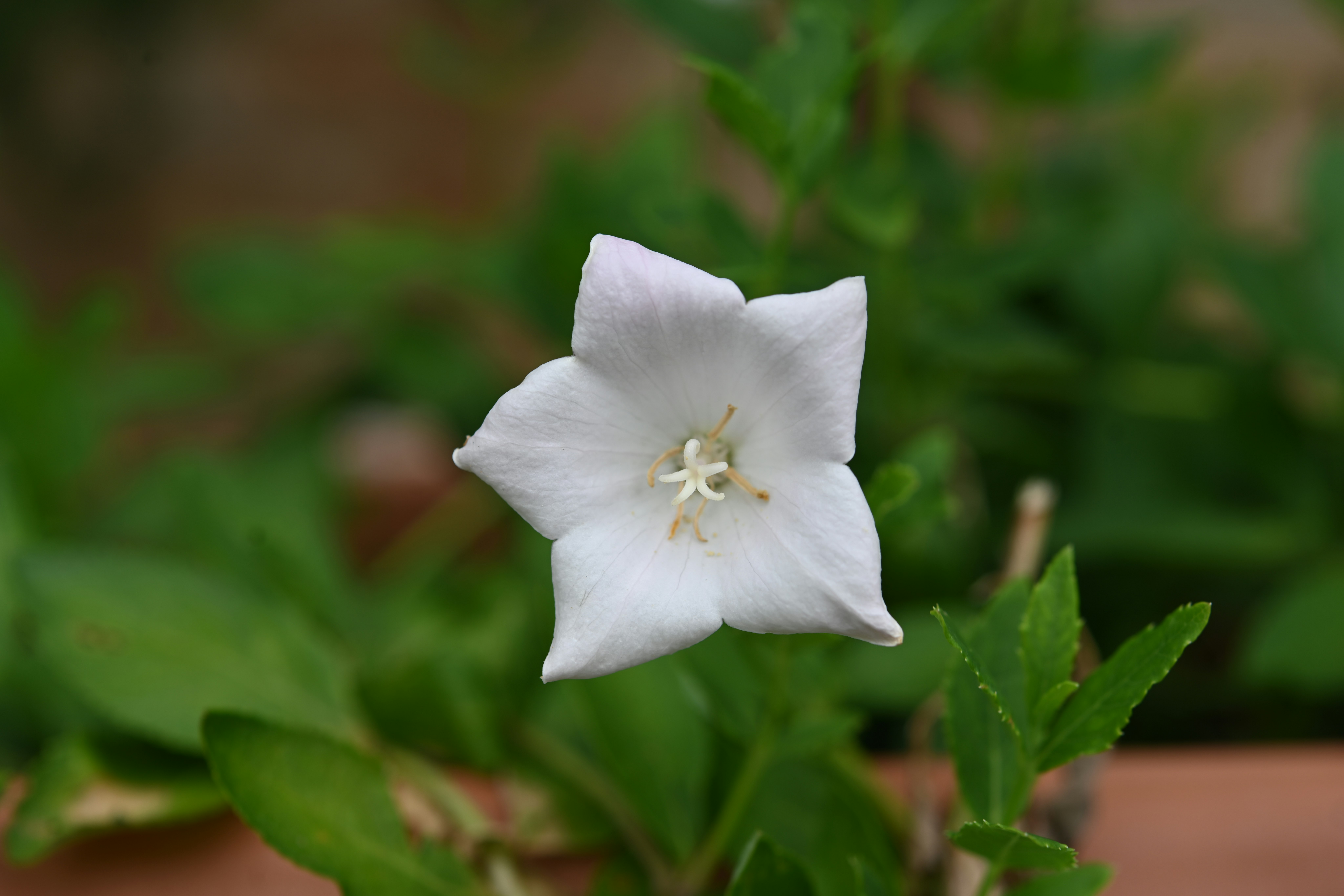 白い桔梗の花が咲く庭の草葉