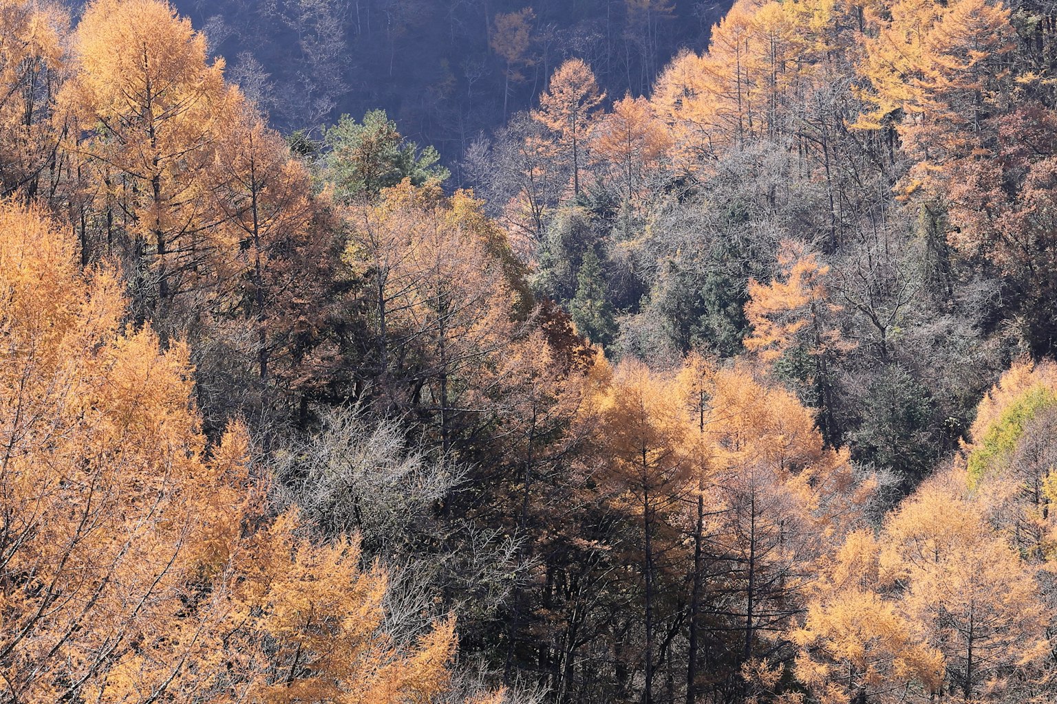 Paisaje montañoso con árboles de colores otoñales