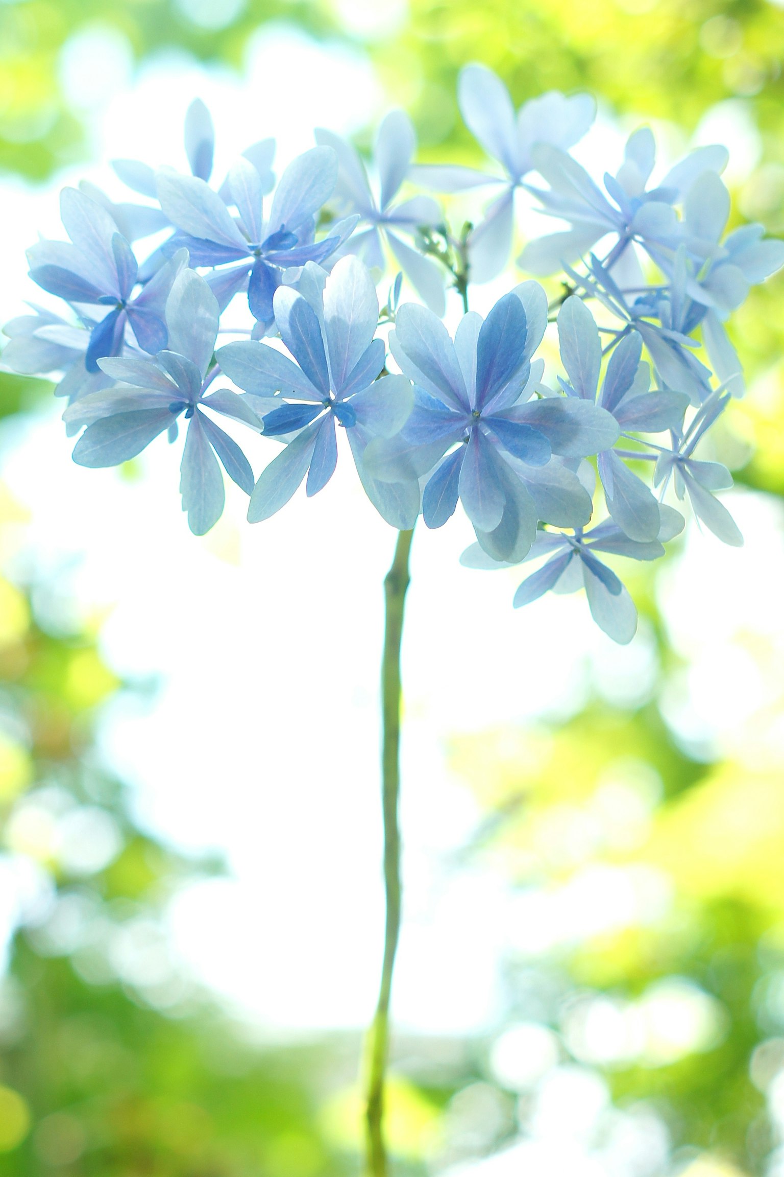 Cluster of light blue flowers against a blurred background