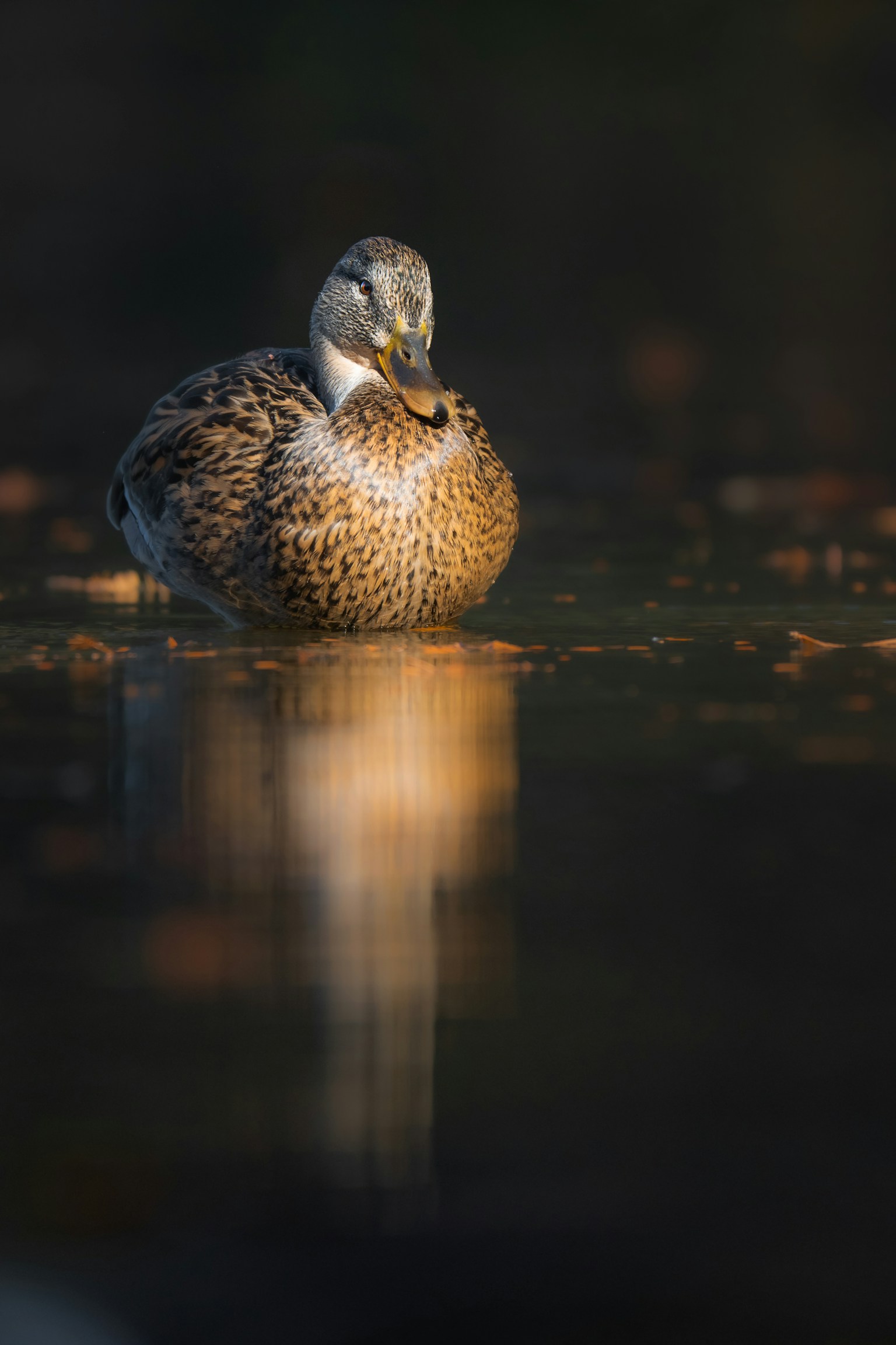 photo-SQZJAoXYlhEYCEA5zmt2-image