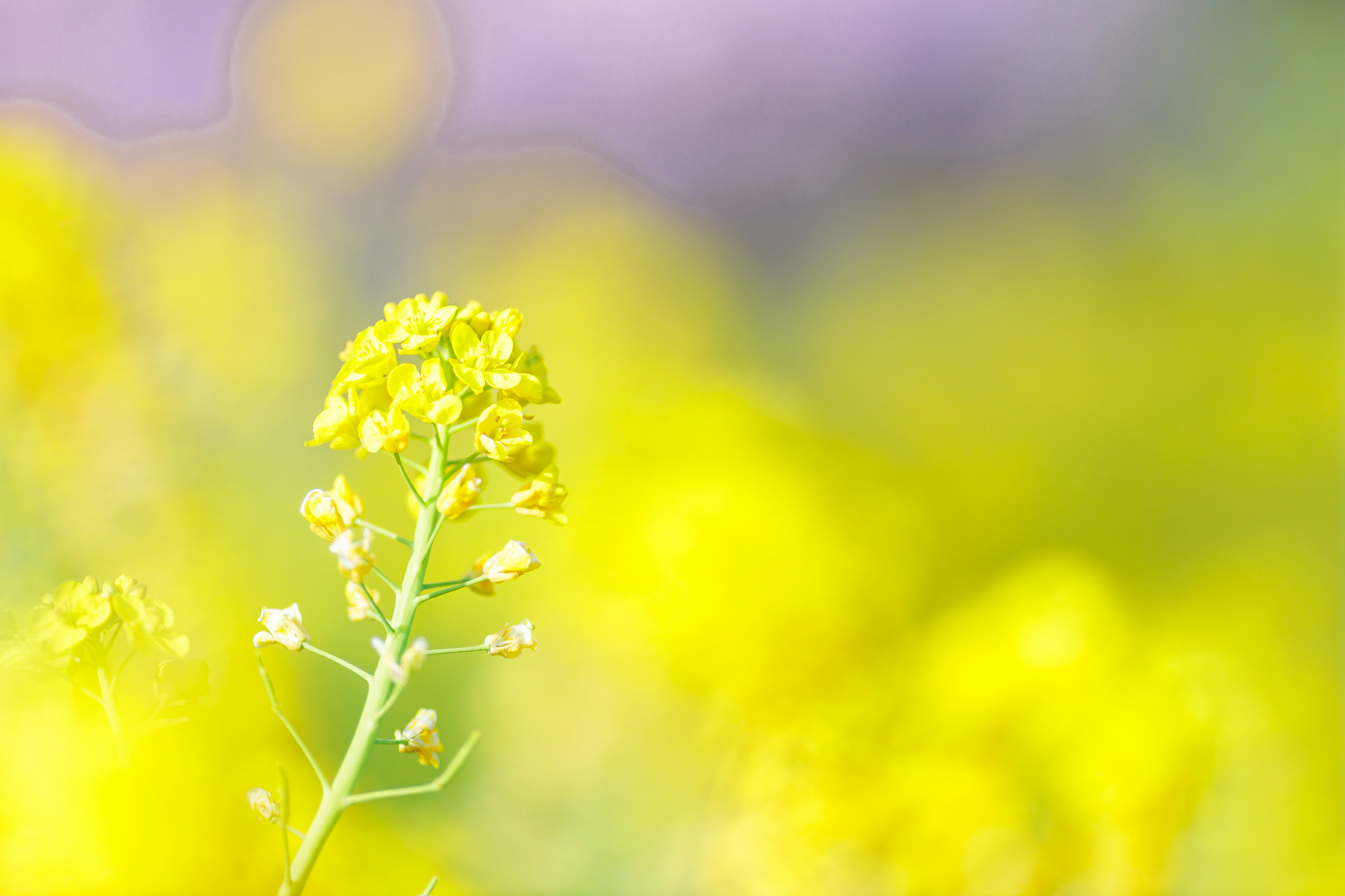 菜の花畑の黄色い花とボケた春の景色