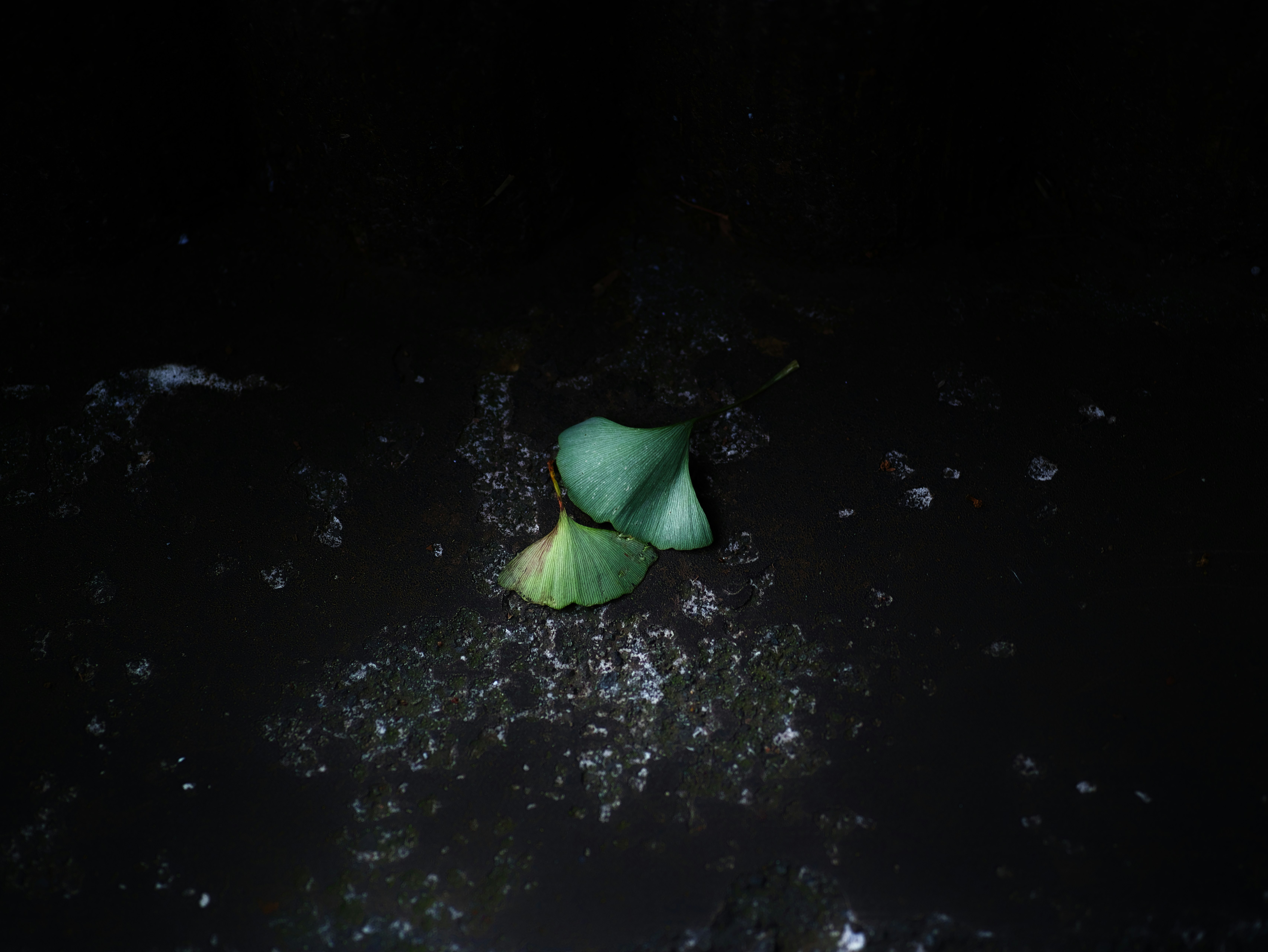 暗い水面に浮かぶ緑の花びら