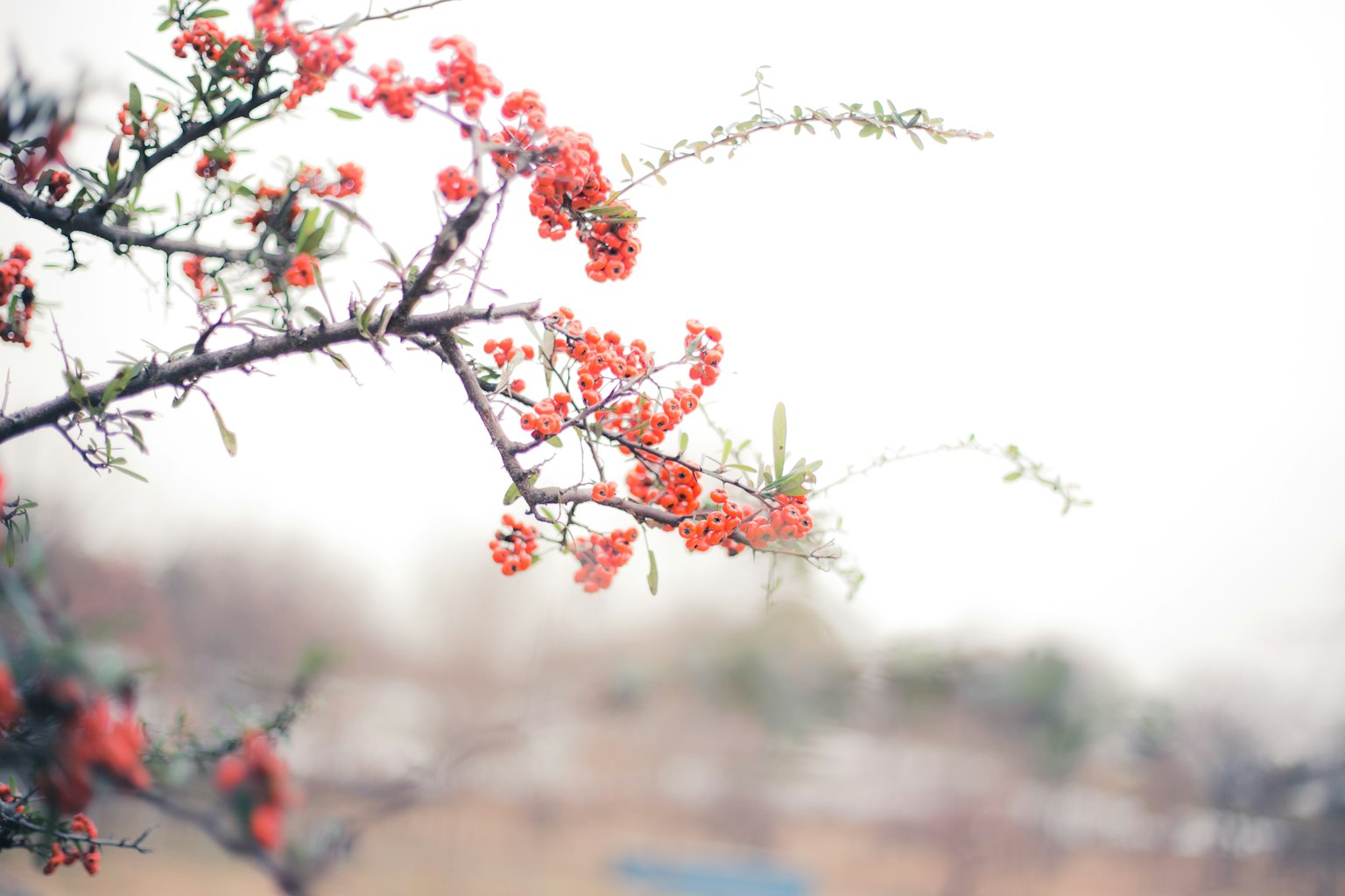 Branche de fleurs rouges sur fond nuageux