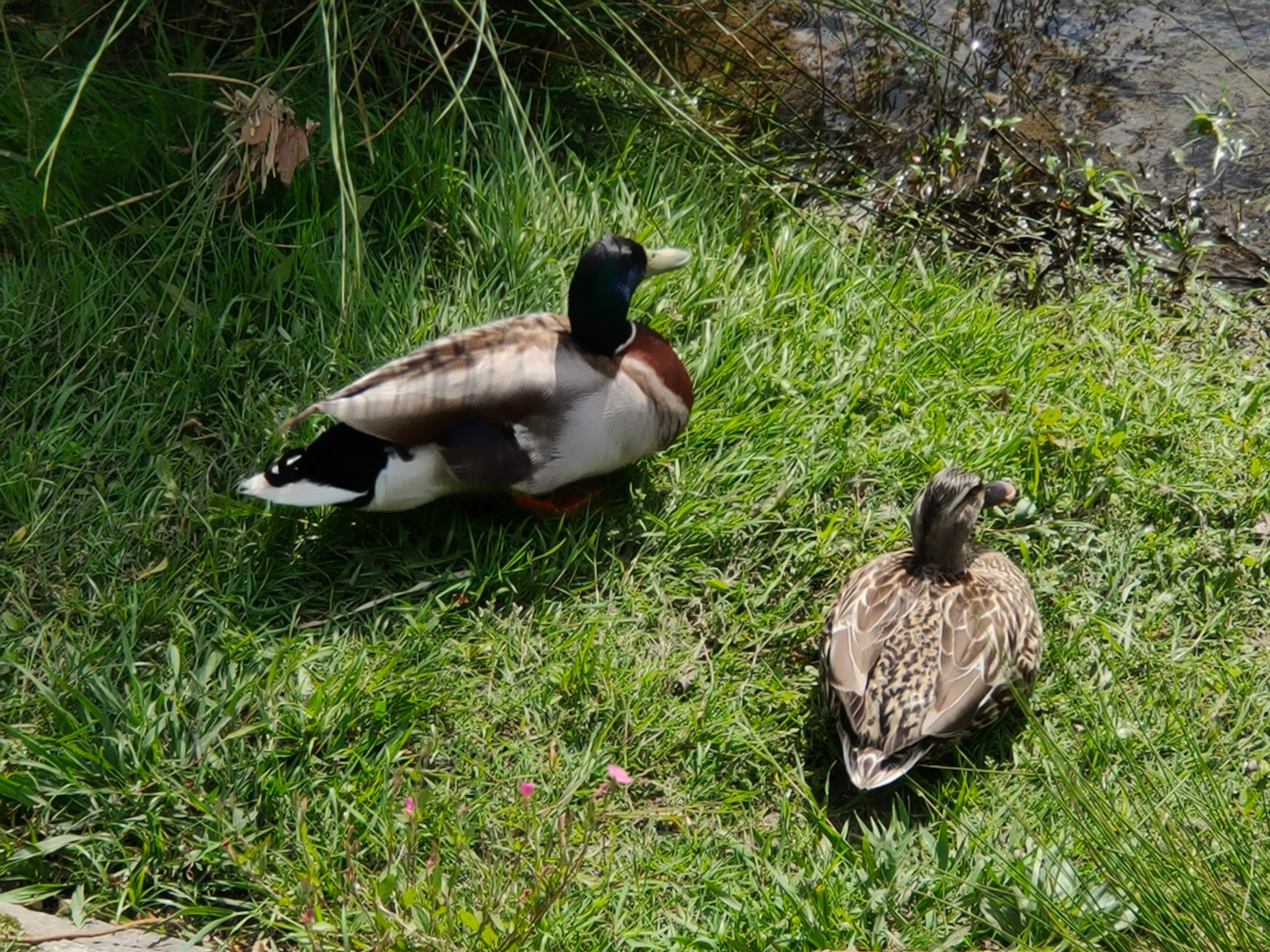 Male and female ducks on green grass