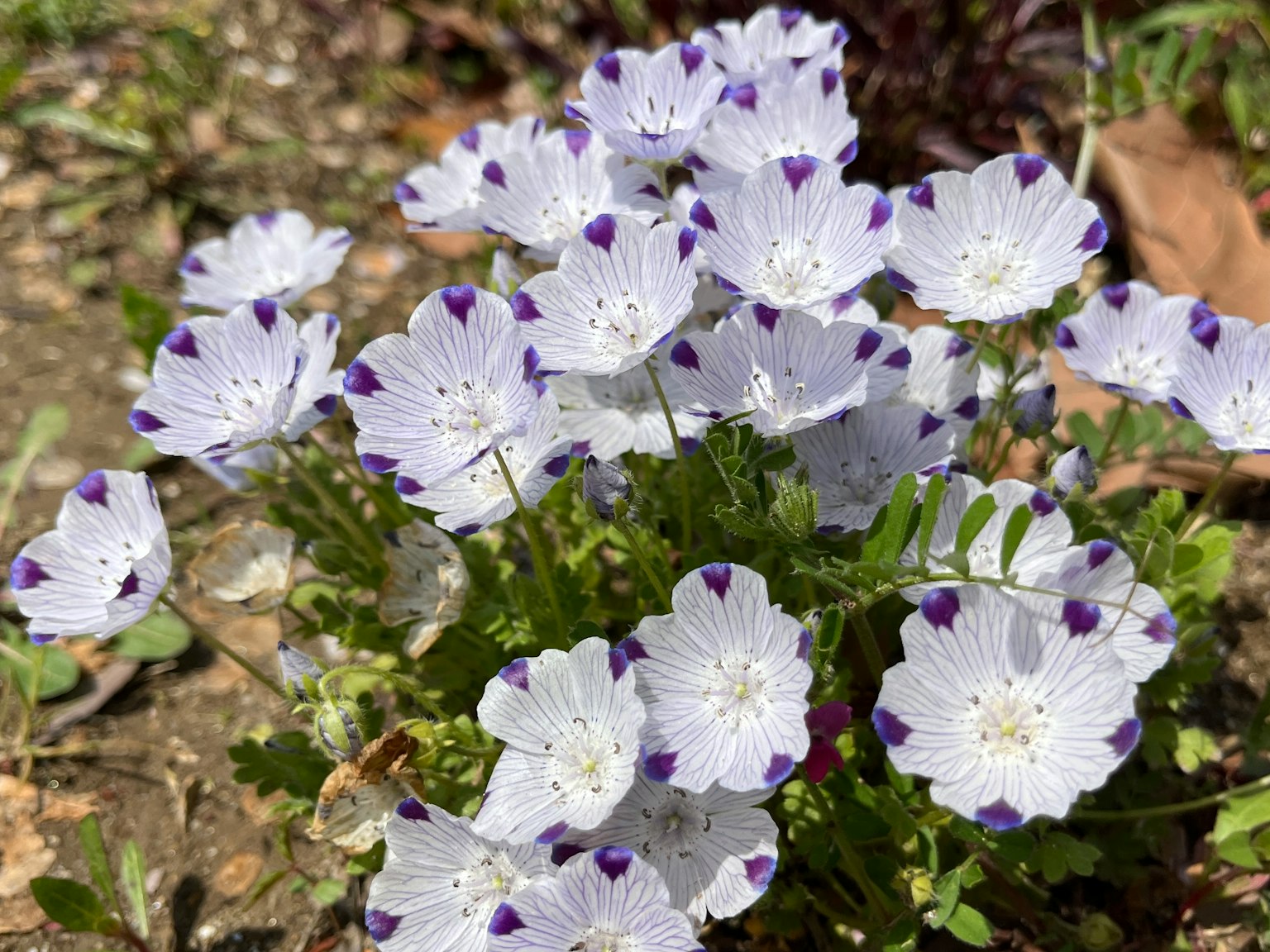Groupe de fleurs blanches avec des bords violets fleurissant sur le sol