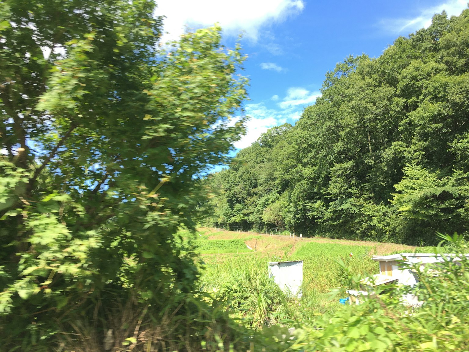 Malersiche Aussicht mit blauem Himmel grünen Bäumen und weißen Booten
