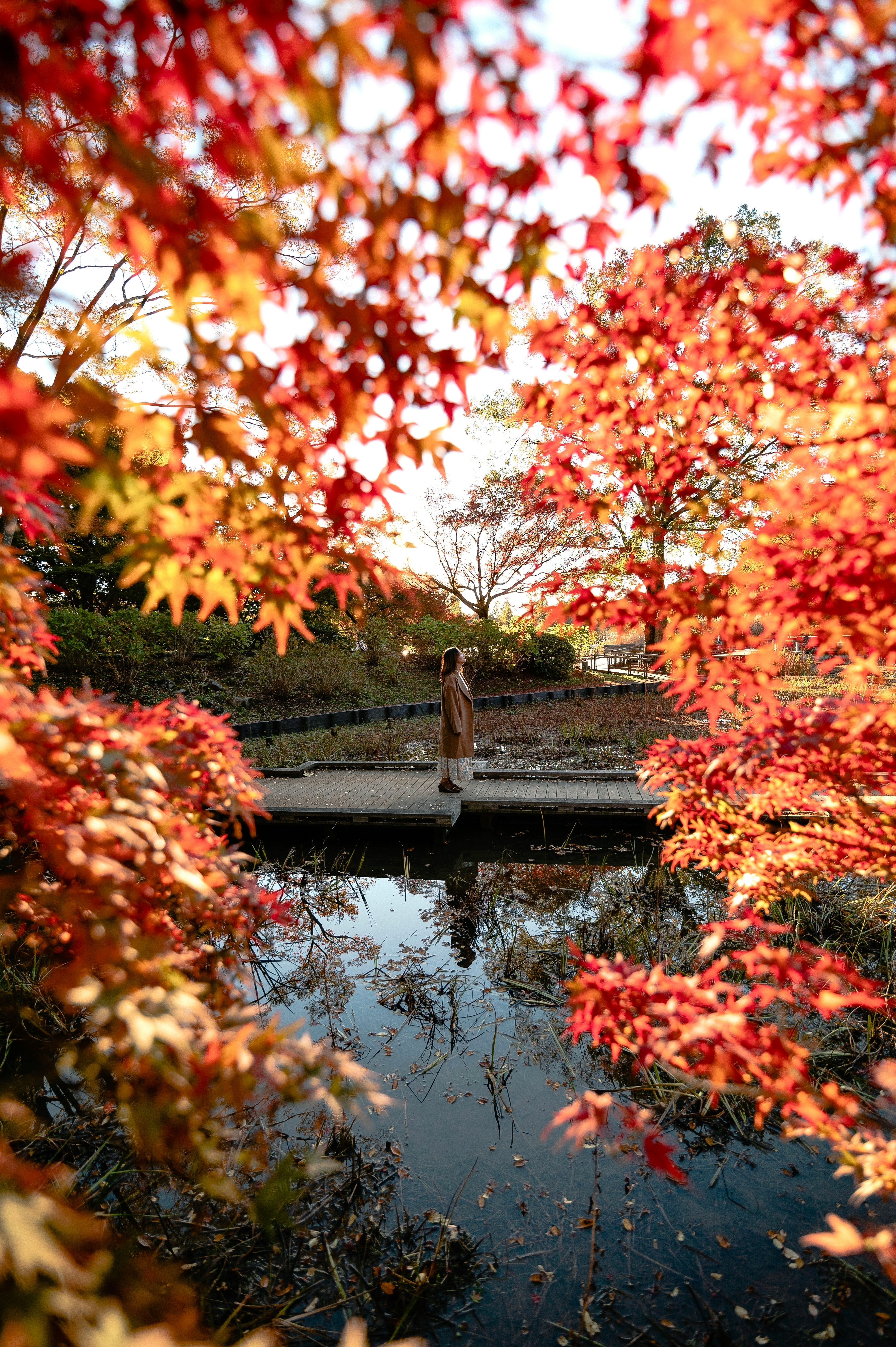 Komposisi bingkai daun maple merah mengelilingi kolam di Taman Showa Kinen