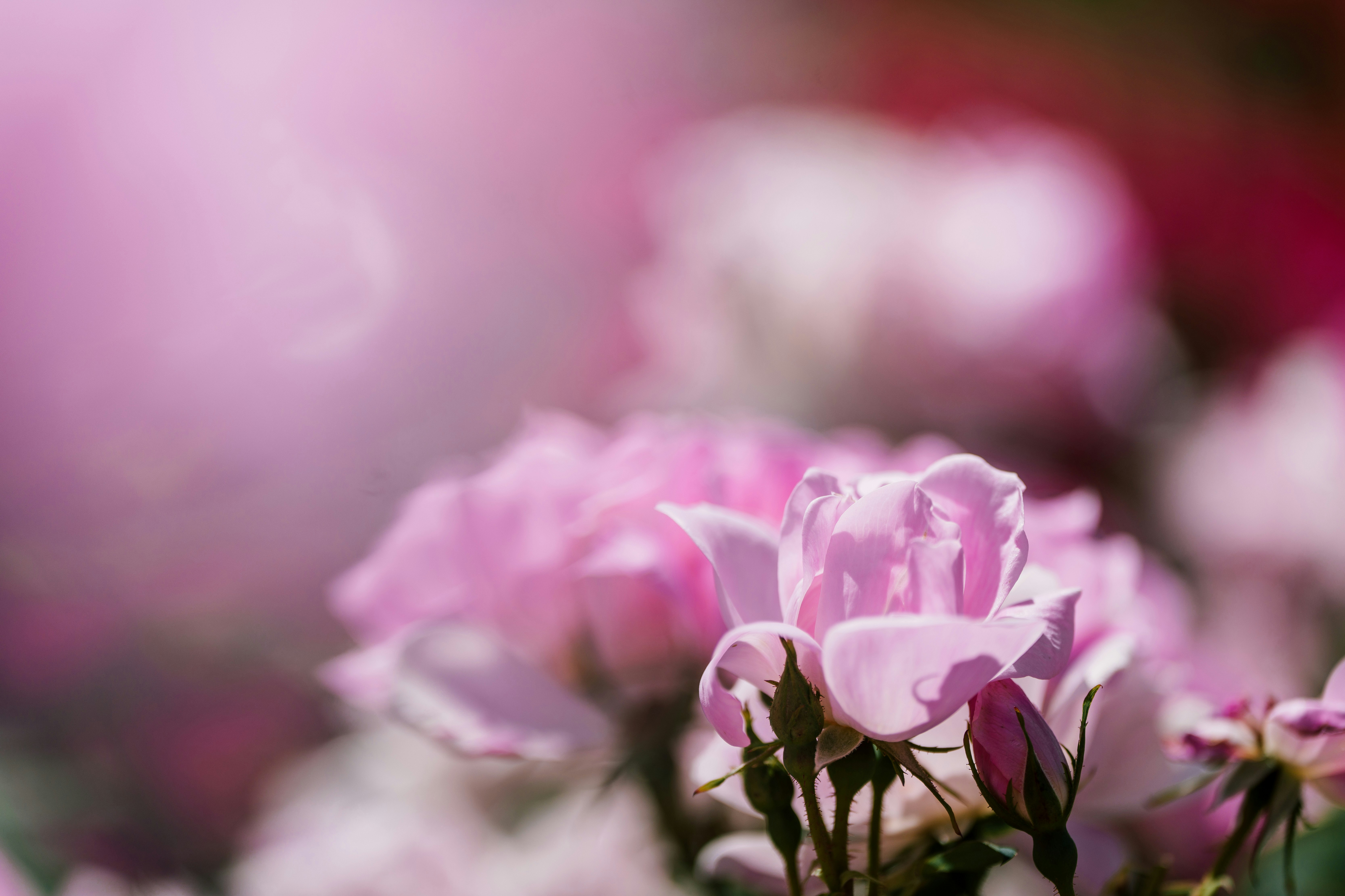hoa hồng màu hồng phấn với hiệu ứng bokeh mềm