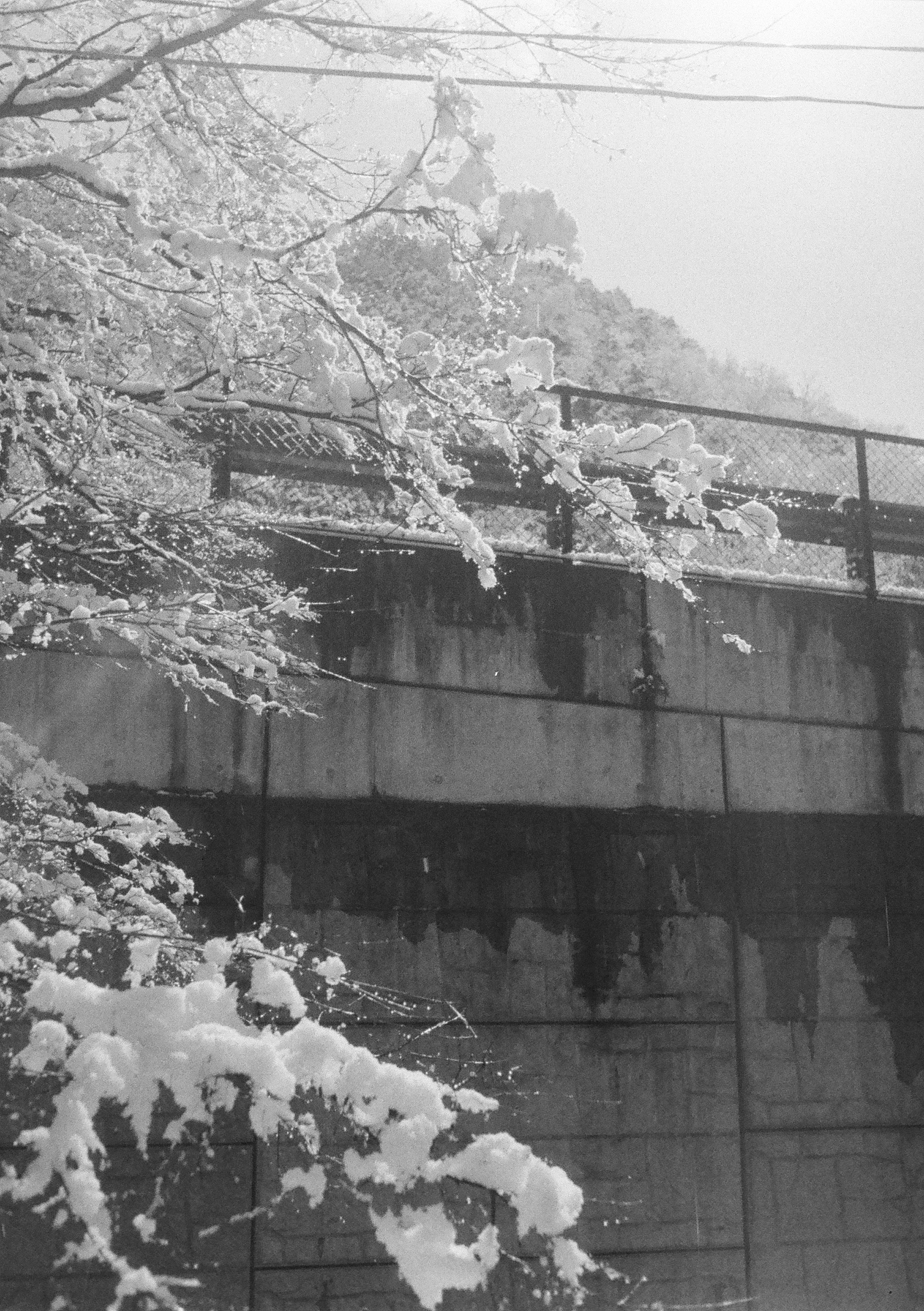 snow-covered stone wall with cherry blossom branches