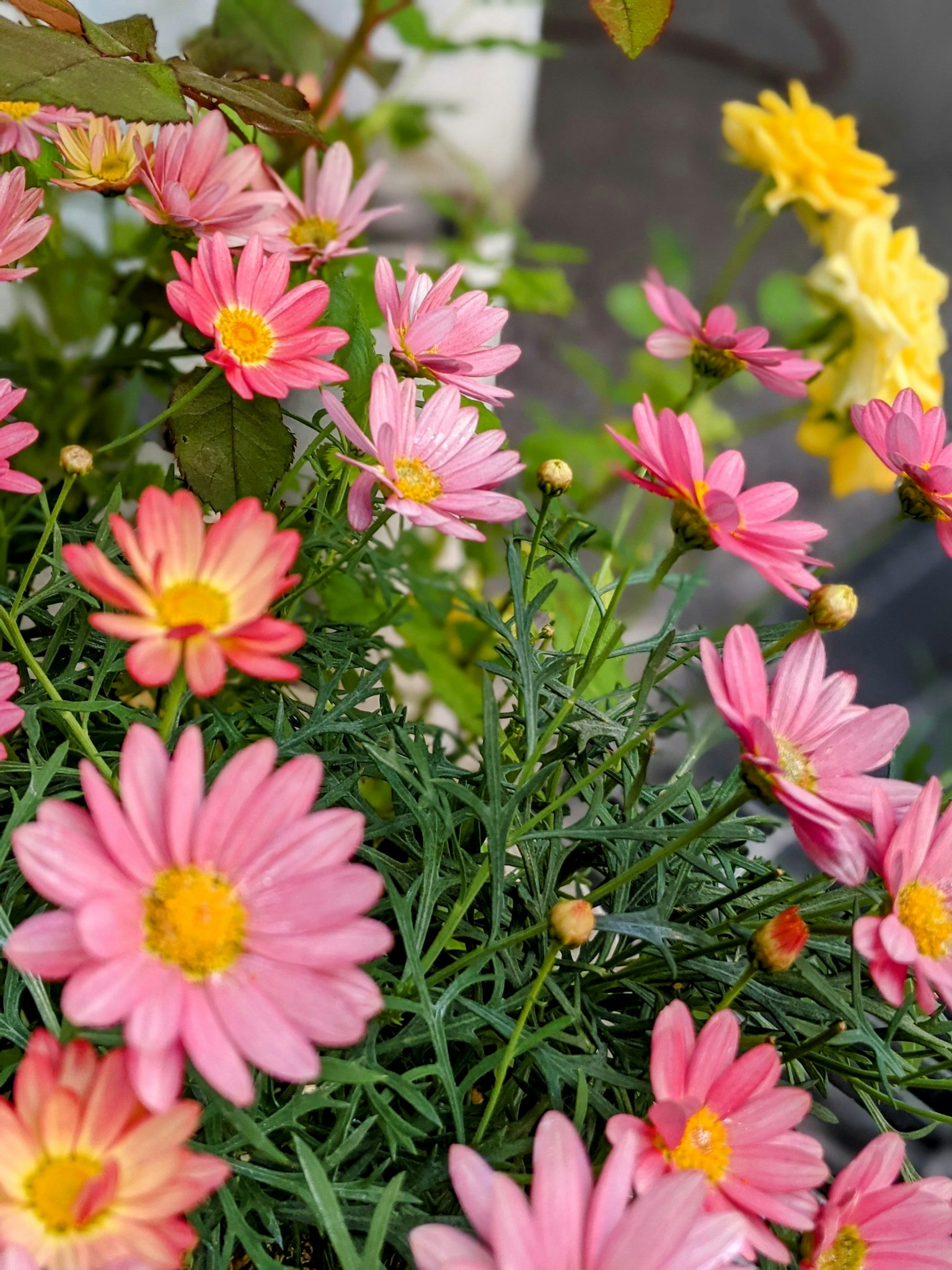 Close-up shot of a garden with colorful flowers featuring pink and yellow blooms