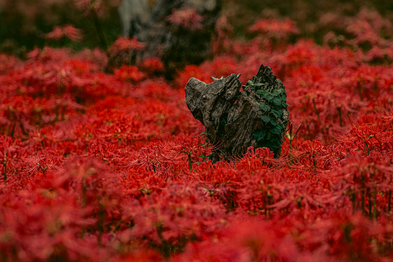 一片红色花朵的风景，前景有一块岩石
