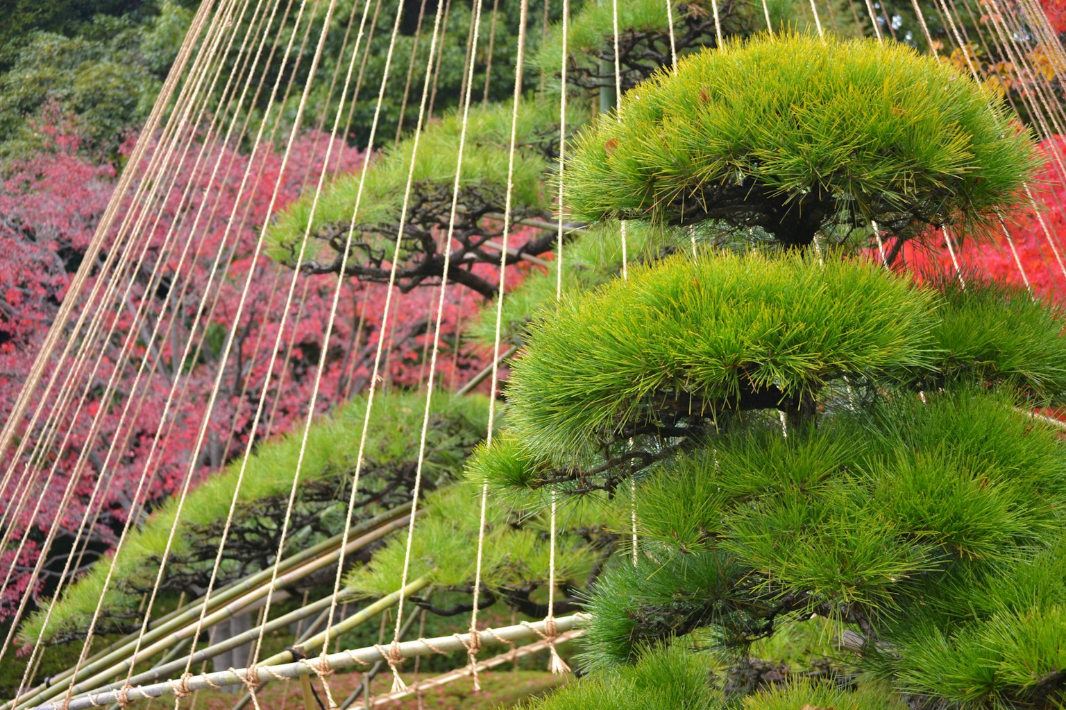 Japanische Gartenszene mit Kiefern und buntem Laub