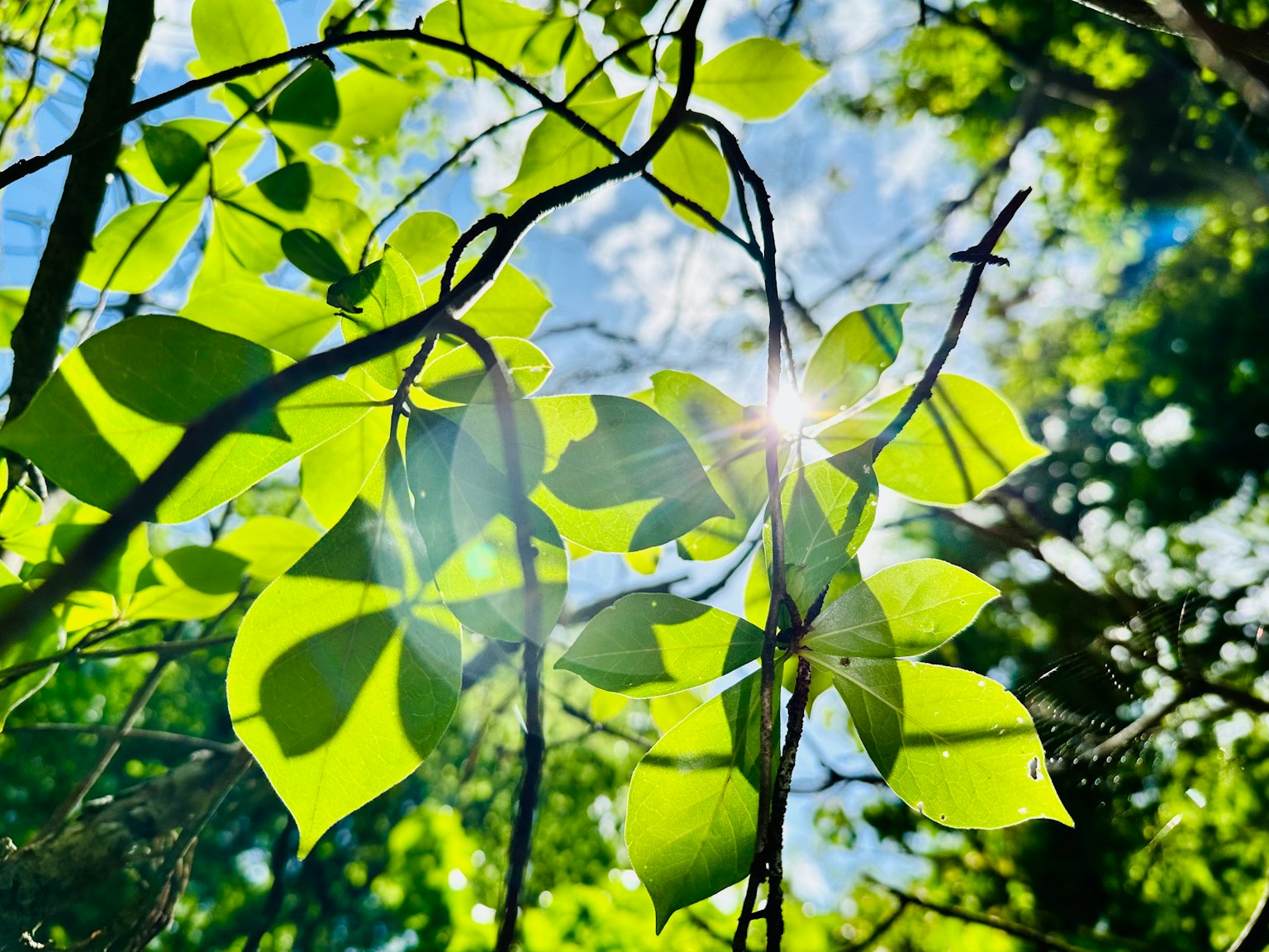 Close-up of green leaves with sunlight filtering through branches