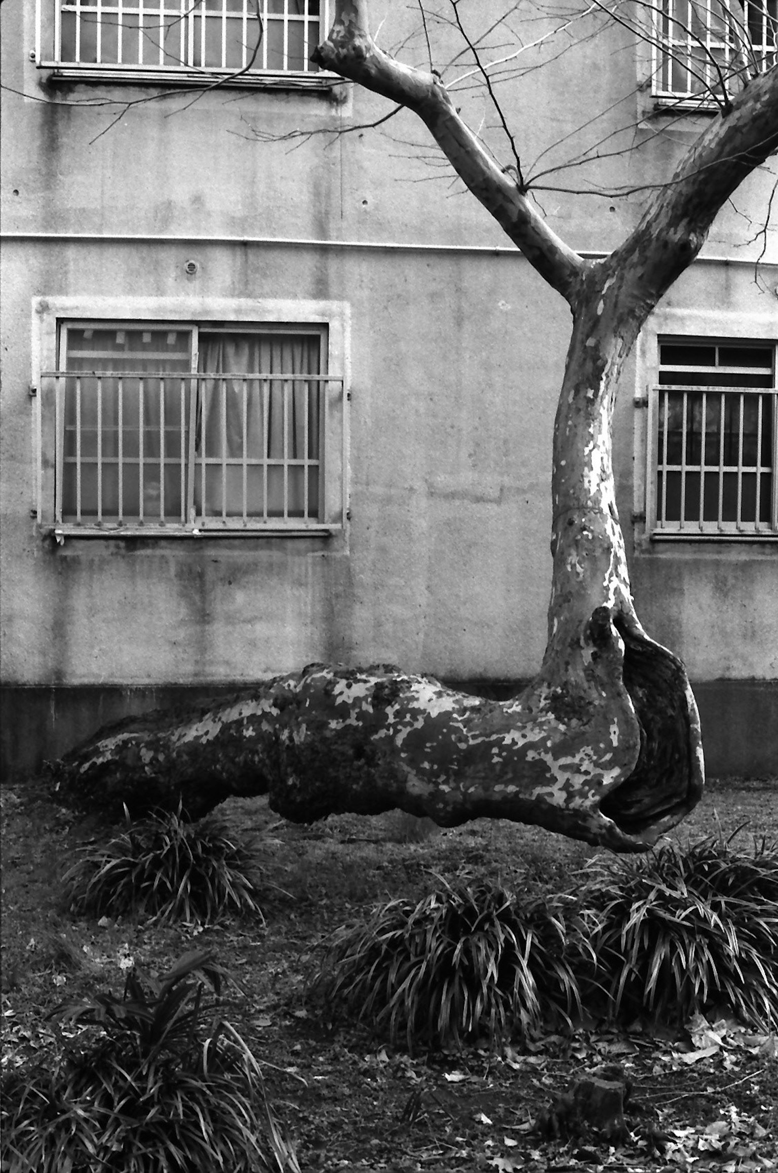 A large tree branch extending along the ground in front of an old concrete wall