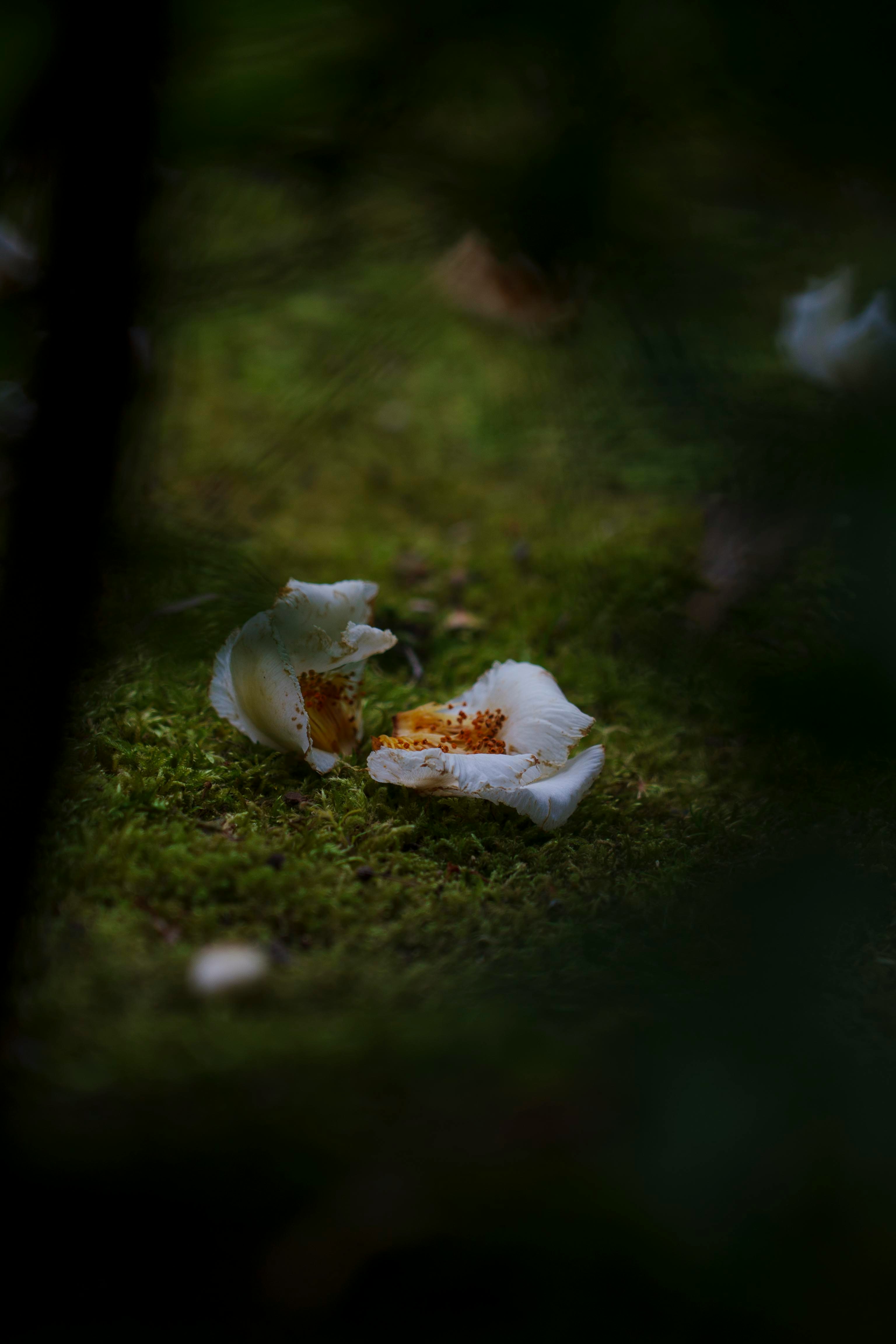 苔むす地面に落ちた椿の花びら