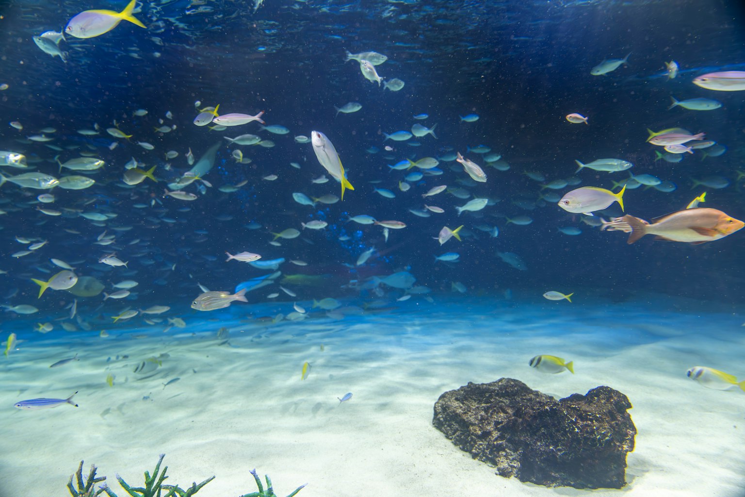 Poissons colorés nageant dans une scène sous-marine vibrante avec un fond de sable