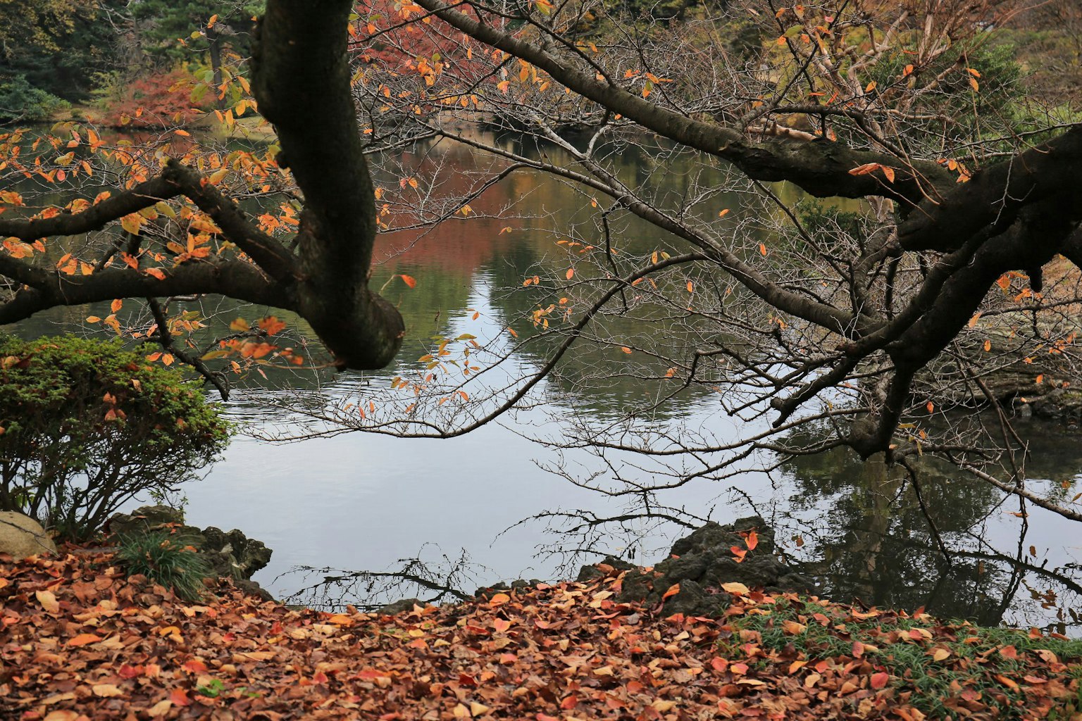 Estanque tranquilo rodeado de hojas de otoño