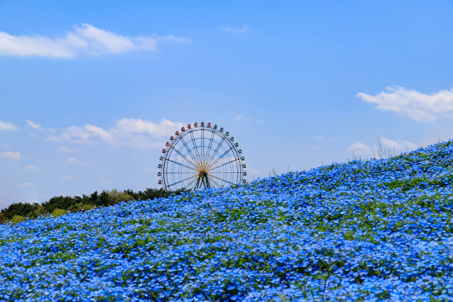 Pemandangan ladang bunga biru dengan roda ferris di latar belakang