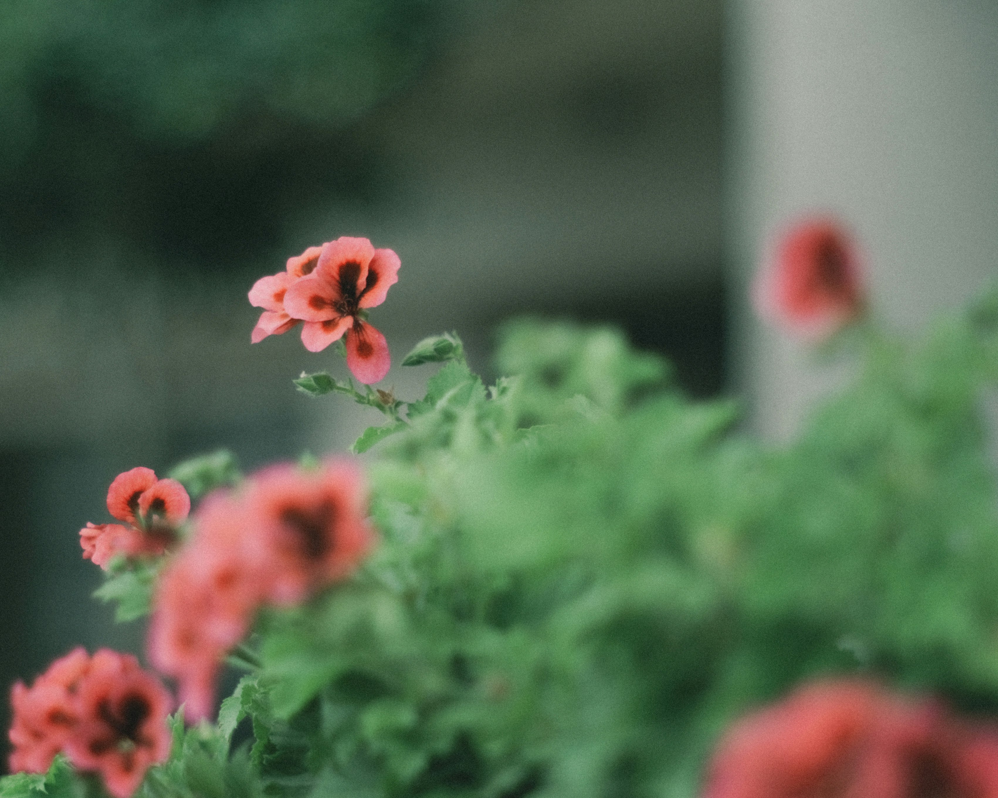 ピンクの花が咲く庭の花壇