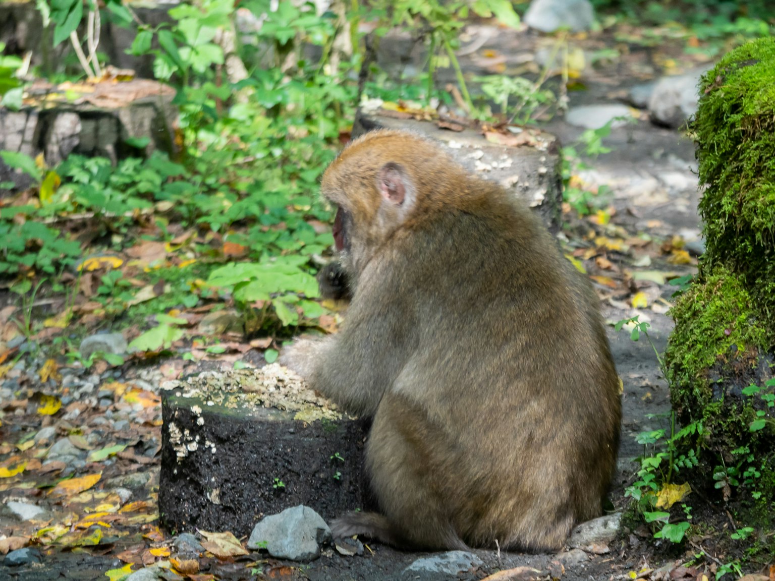 Un singe assis sur une souche d'arbre dans un environnement verdoyant