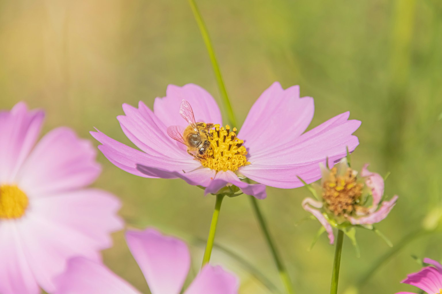 Una abeja recolectando néctar de una flor rosa pálido en un campo