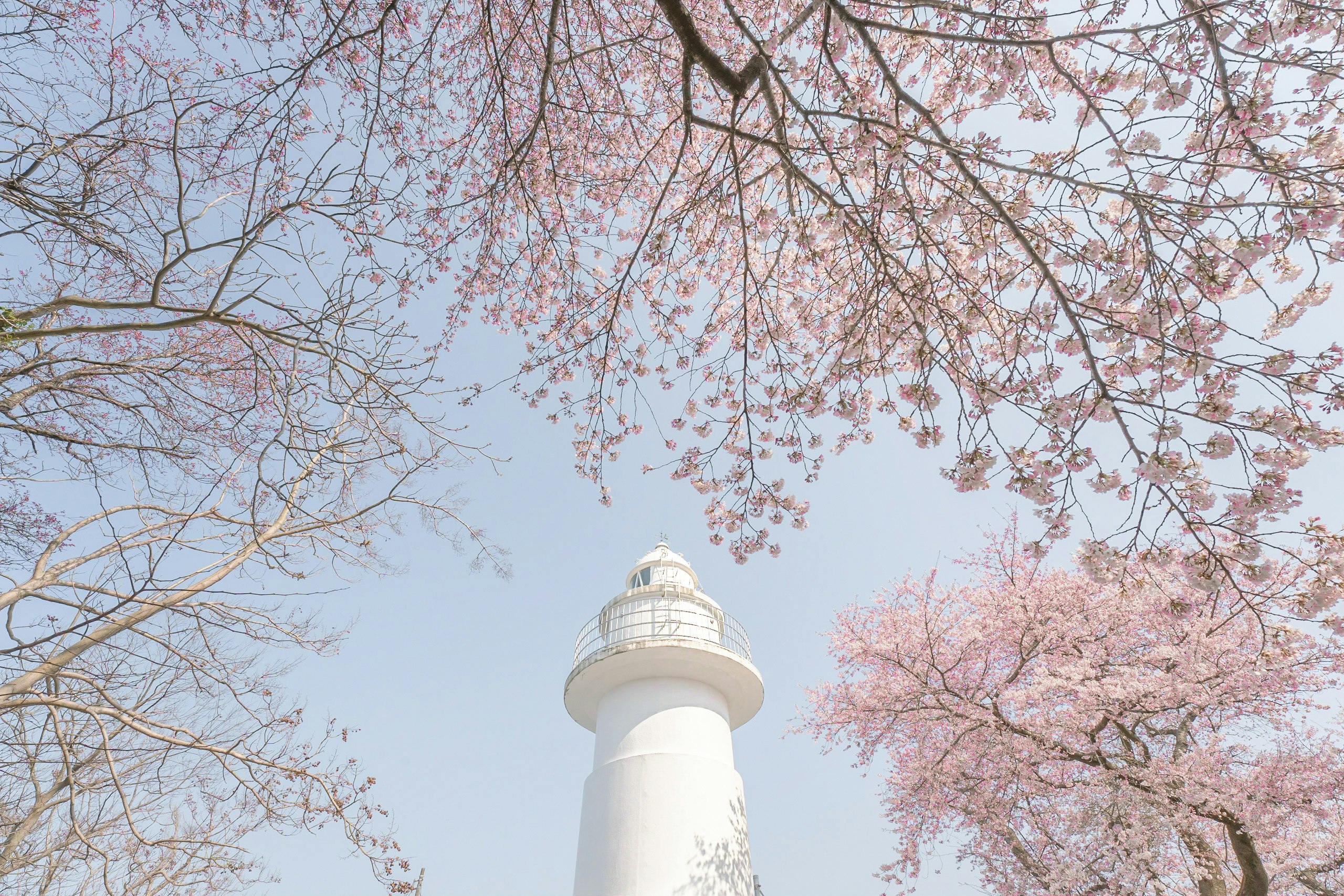 桜の花咲く空にそびえる白い灯台