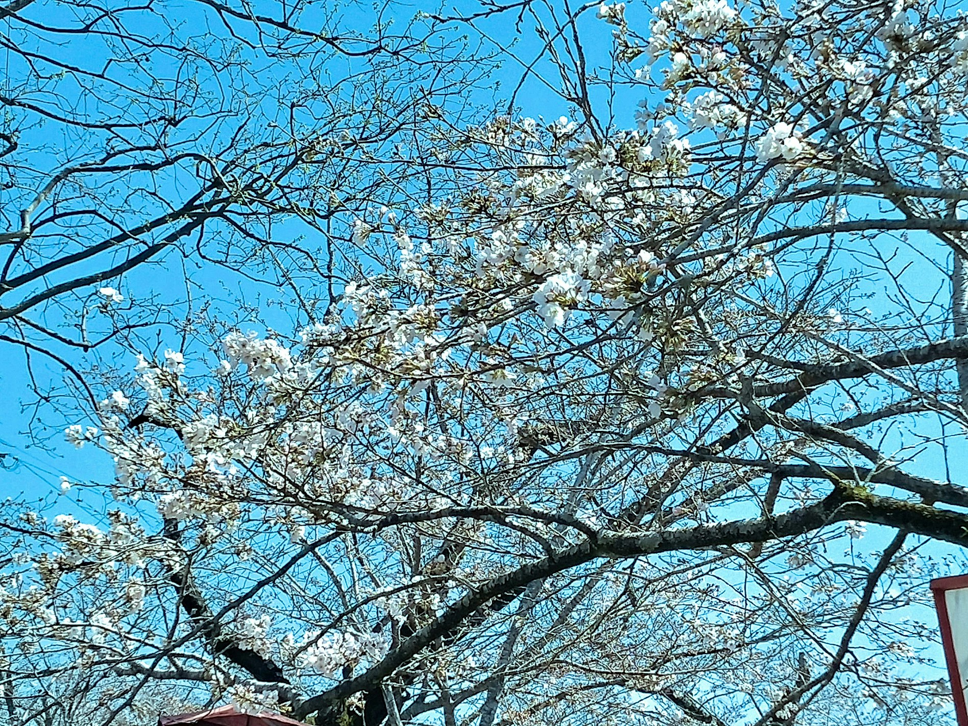 Kirschblütenzweige unter blauem Himmel beim Momochi Sakura Festival