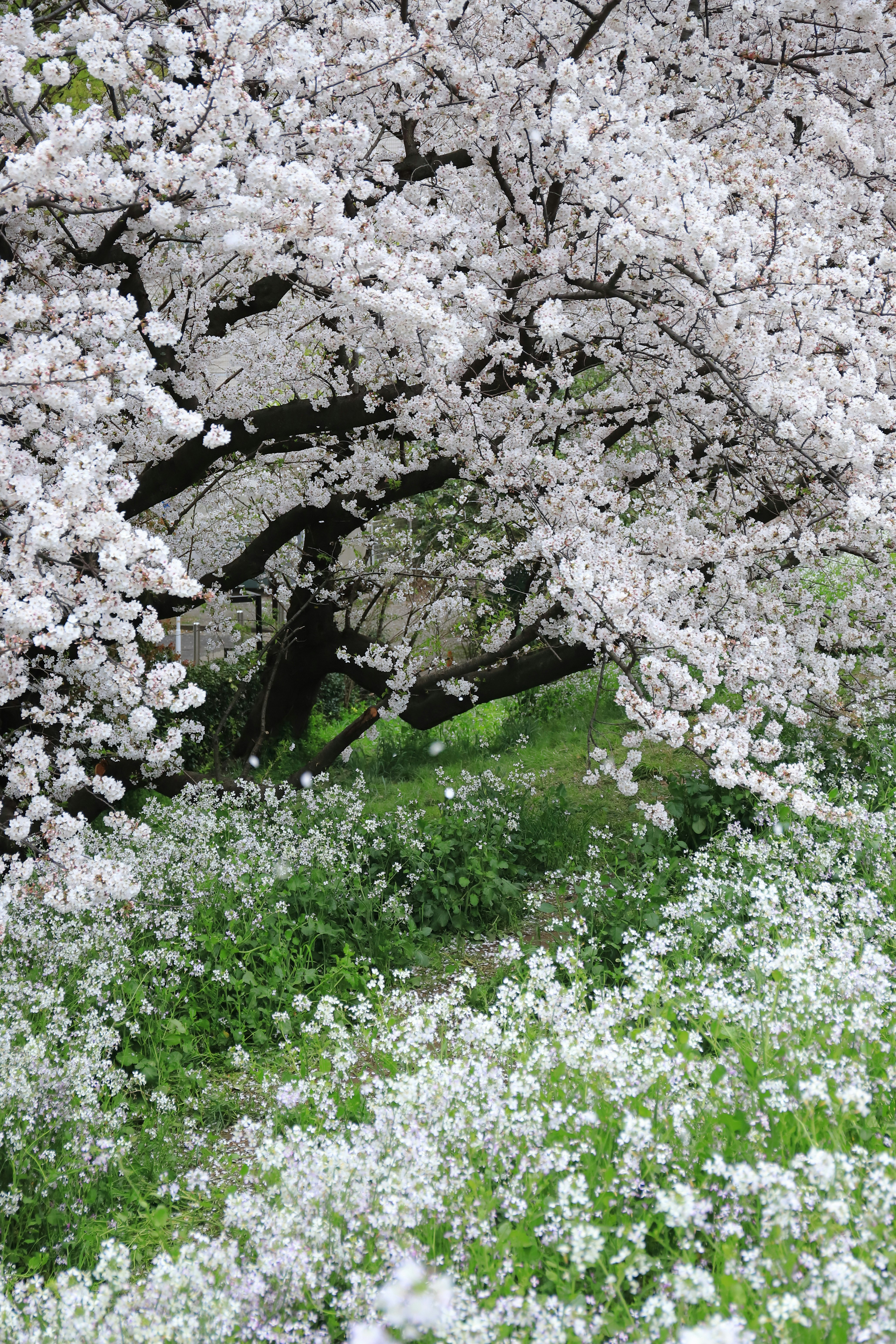 桜の花が咲く枝と緑の芝生の風景